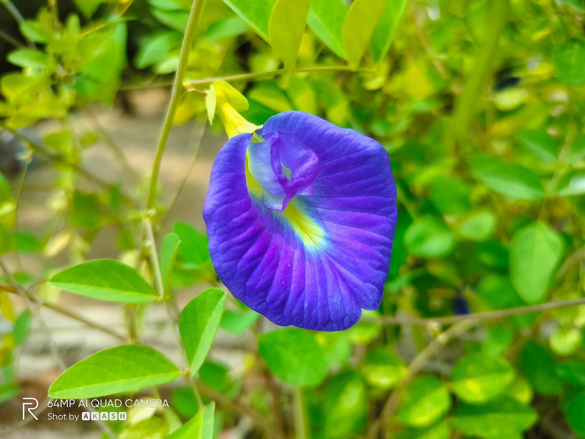 Butterfly Pea Flower (Clitoria ternatea) plant