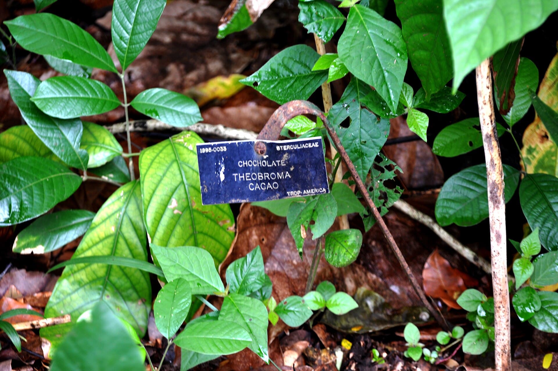 Cacao Powder (Theobroma cacao) plant