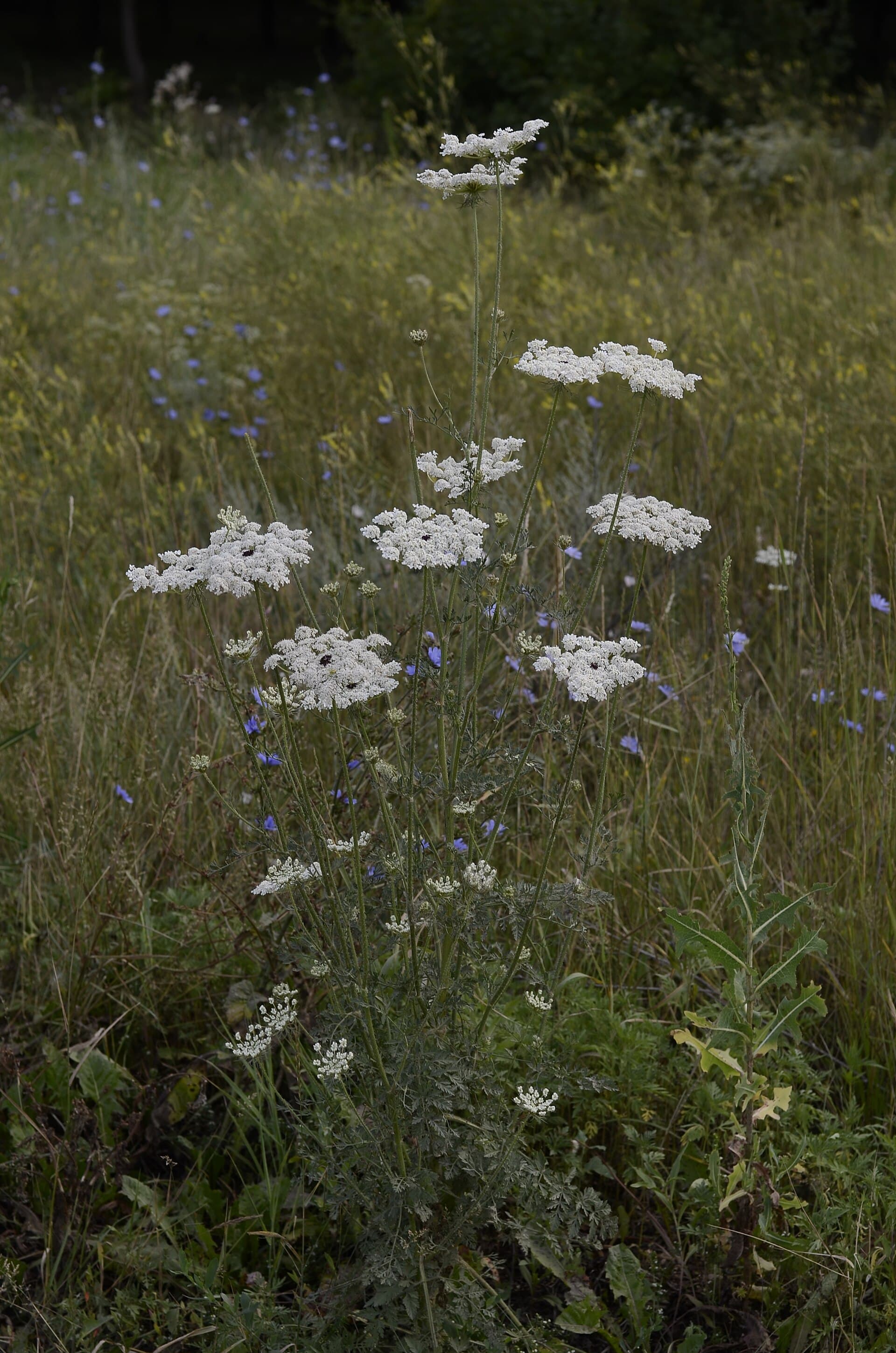 Carrot Powder (Daucus carota) plant