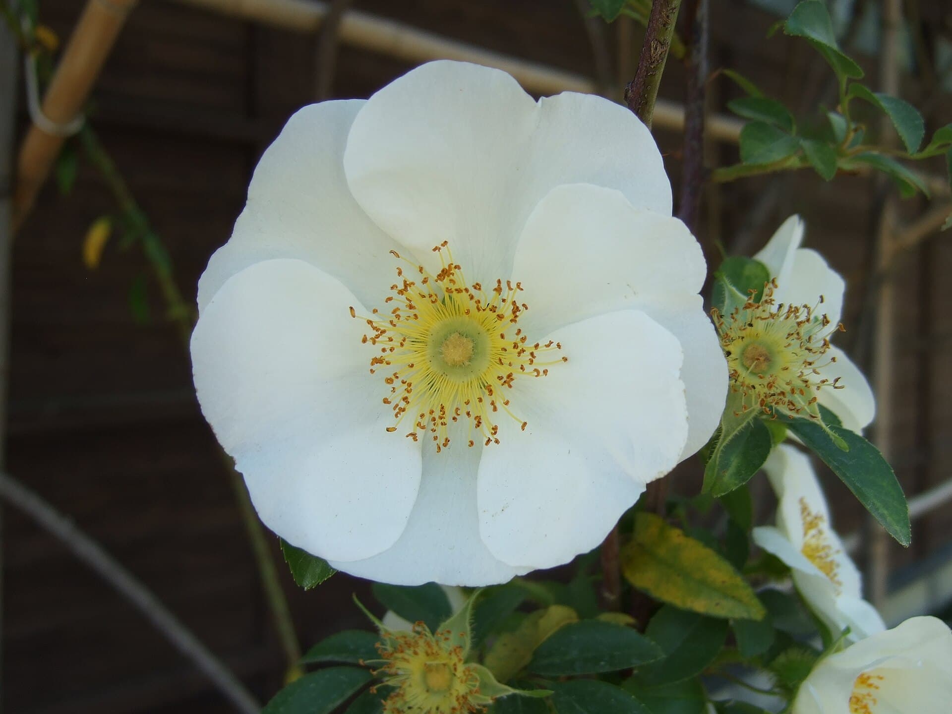 Cherokee Rose Hip (Rosa laevigata) plant