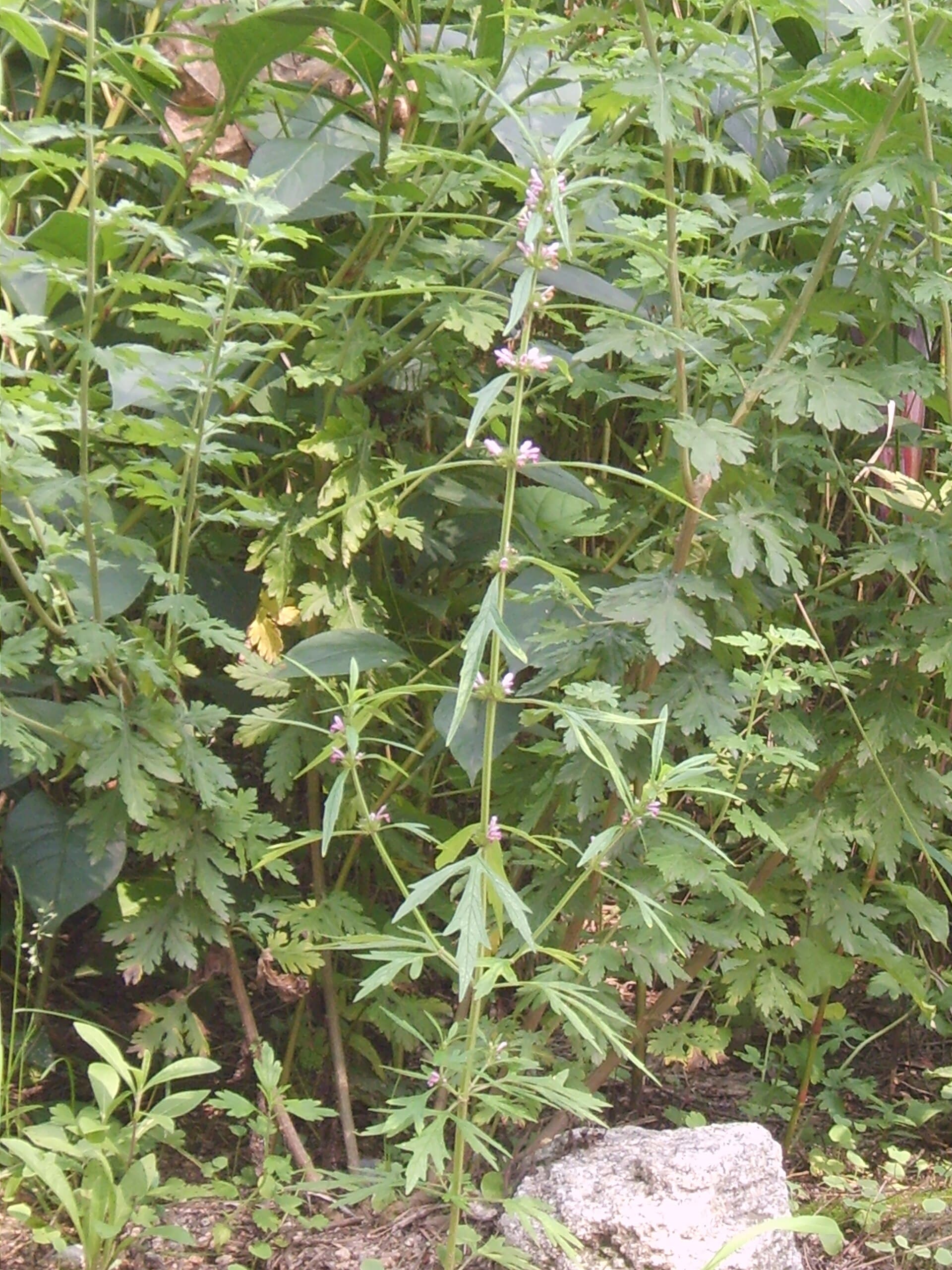 Chinese Motherwort (Leonurus japonicus) plant
