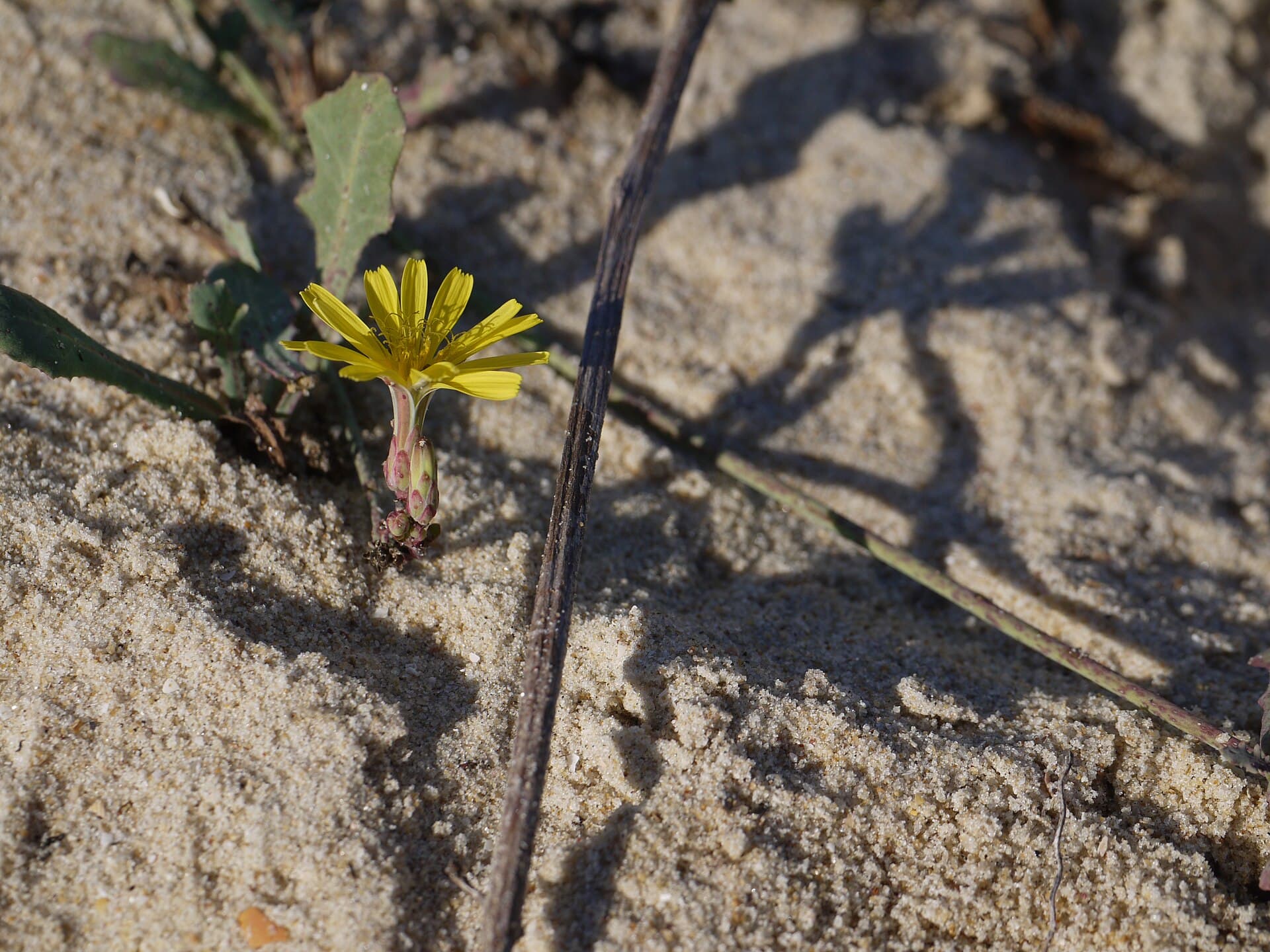 Creeping Launaea (Launaea sarmentosa) plant