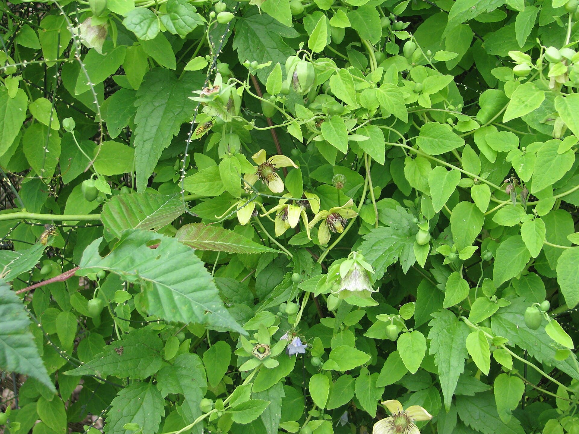 Codonopsis (Codonopsis pilosula) plant