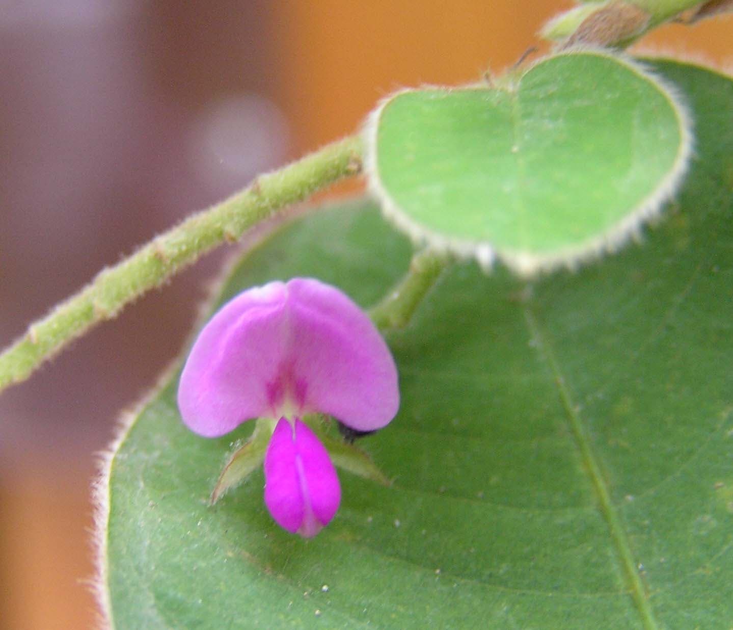 Coin-leaf Desmodium (Desmodium styracifolium) plant
