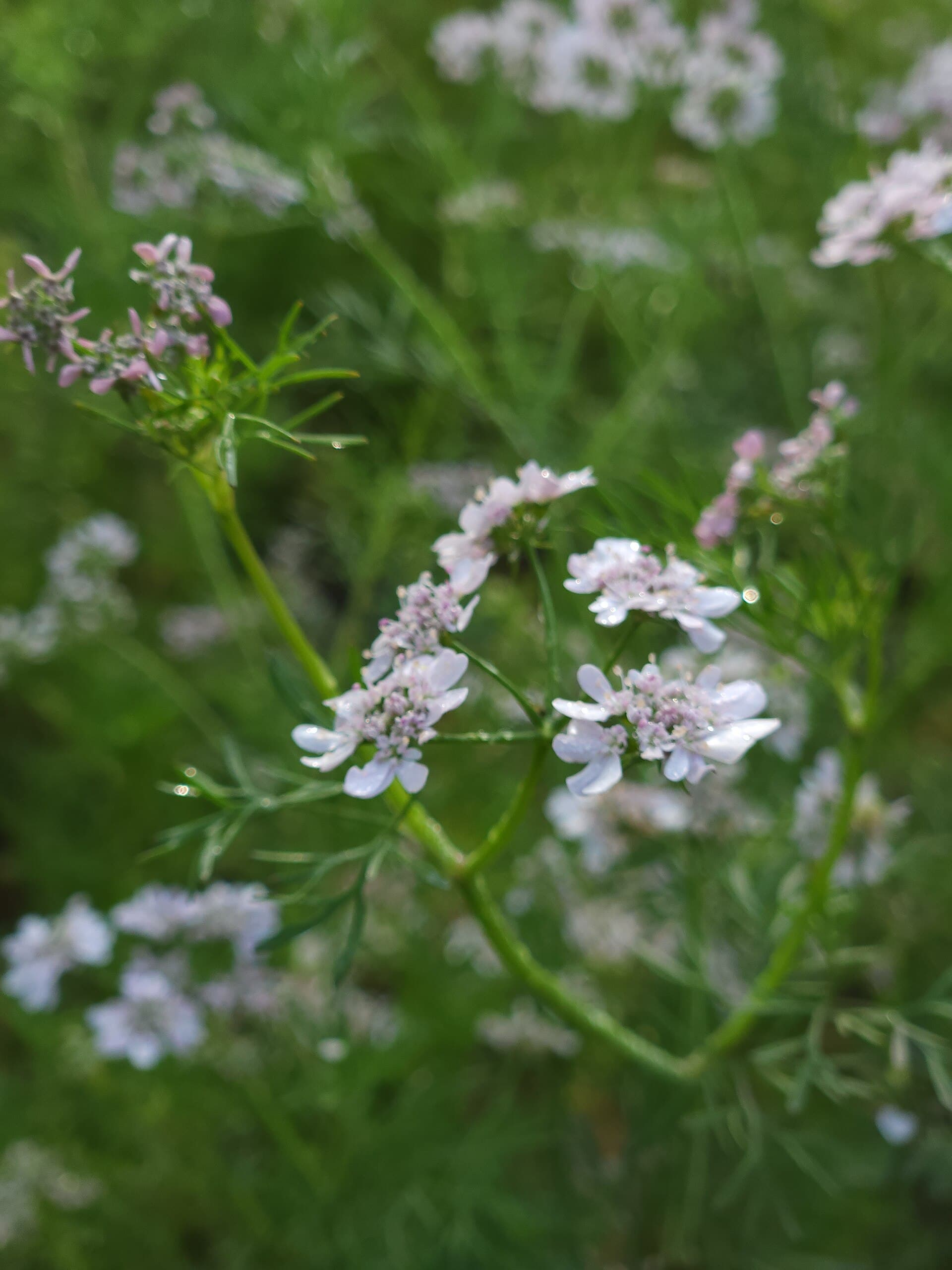 Coriander / Cilantro (Coriandrum sativum) plant
