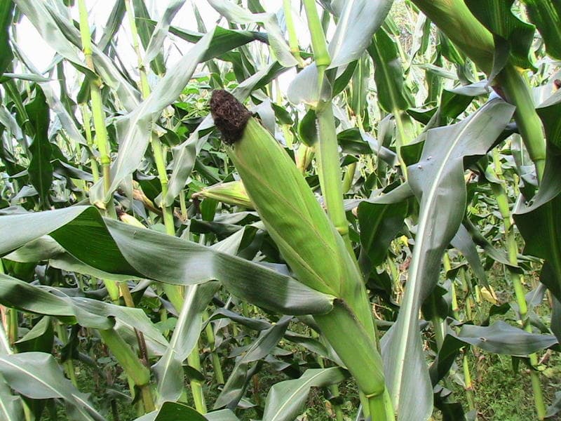 Corn Silk (Zea mays) plant