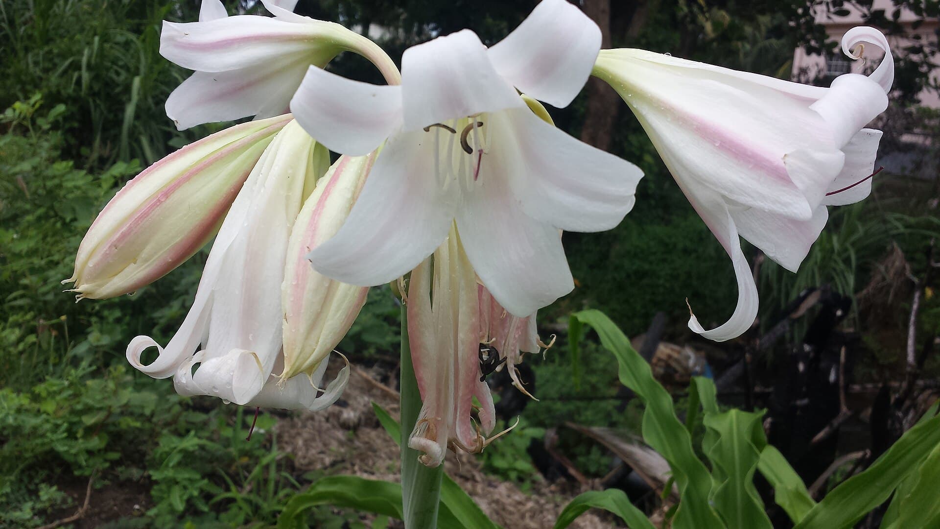 Crinum latifolium (Crinum latifolium) plant