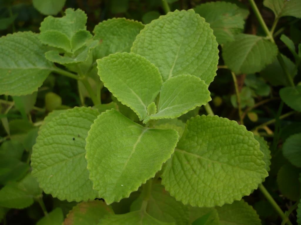Cuban Oregano (Plectranthus amboinicus) plant