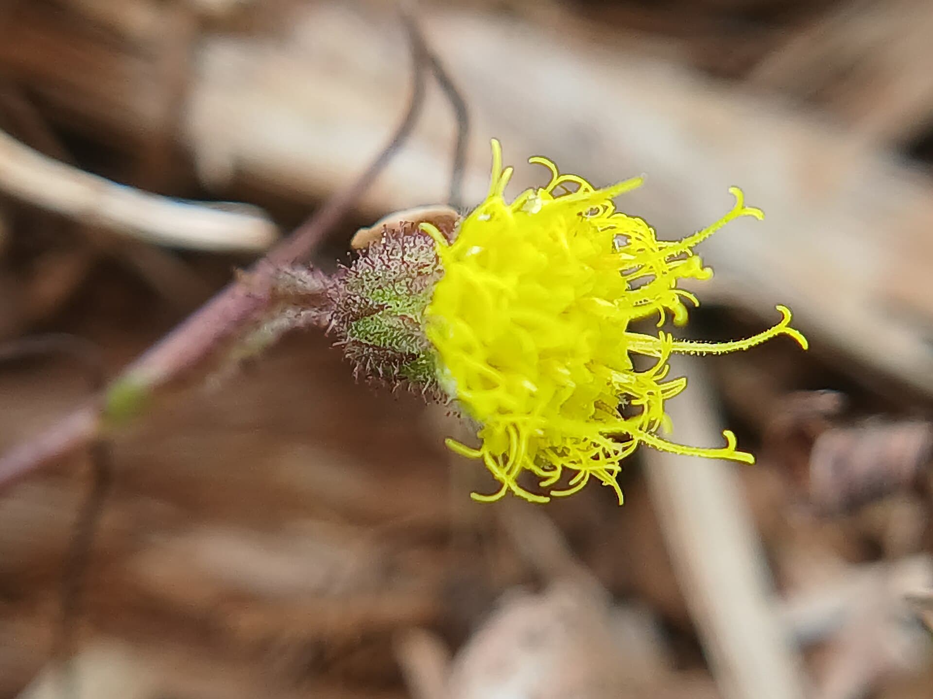 Curculigo (Curculigo orchioides) plant