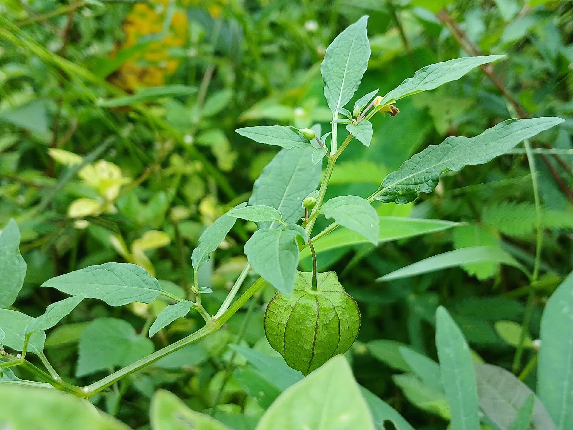 Cutleaf Groundcherry (Physalis angulata) plant