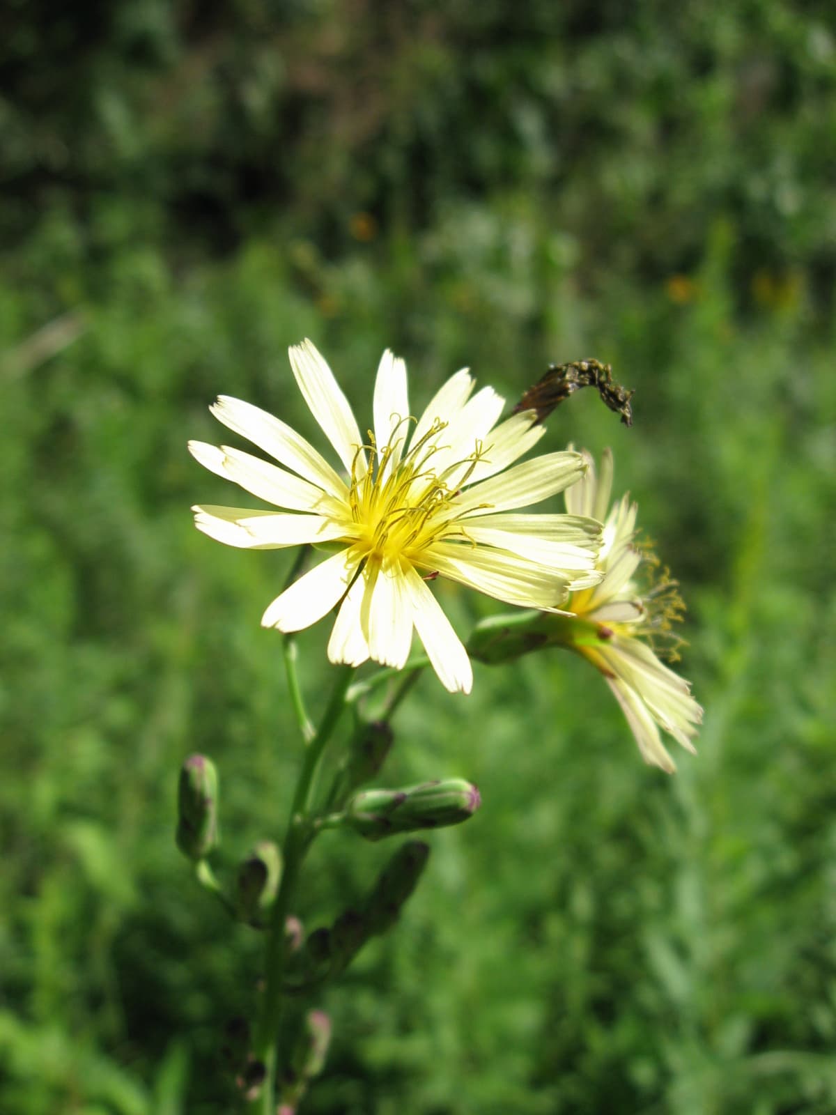 Indian Lettuce (Lactuca indica) plant