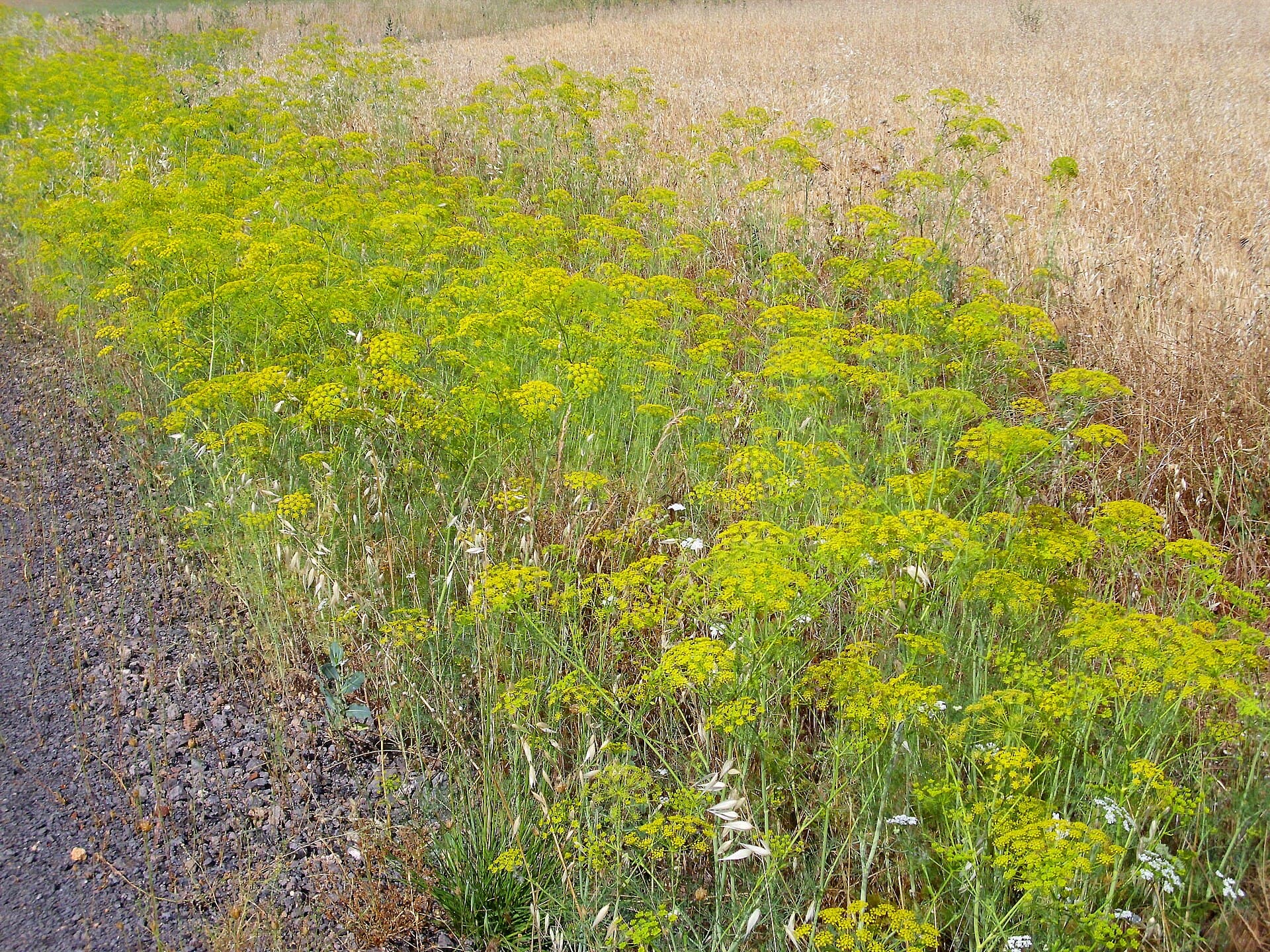 Dill Seed (Anethum graveolens) plant