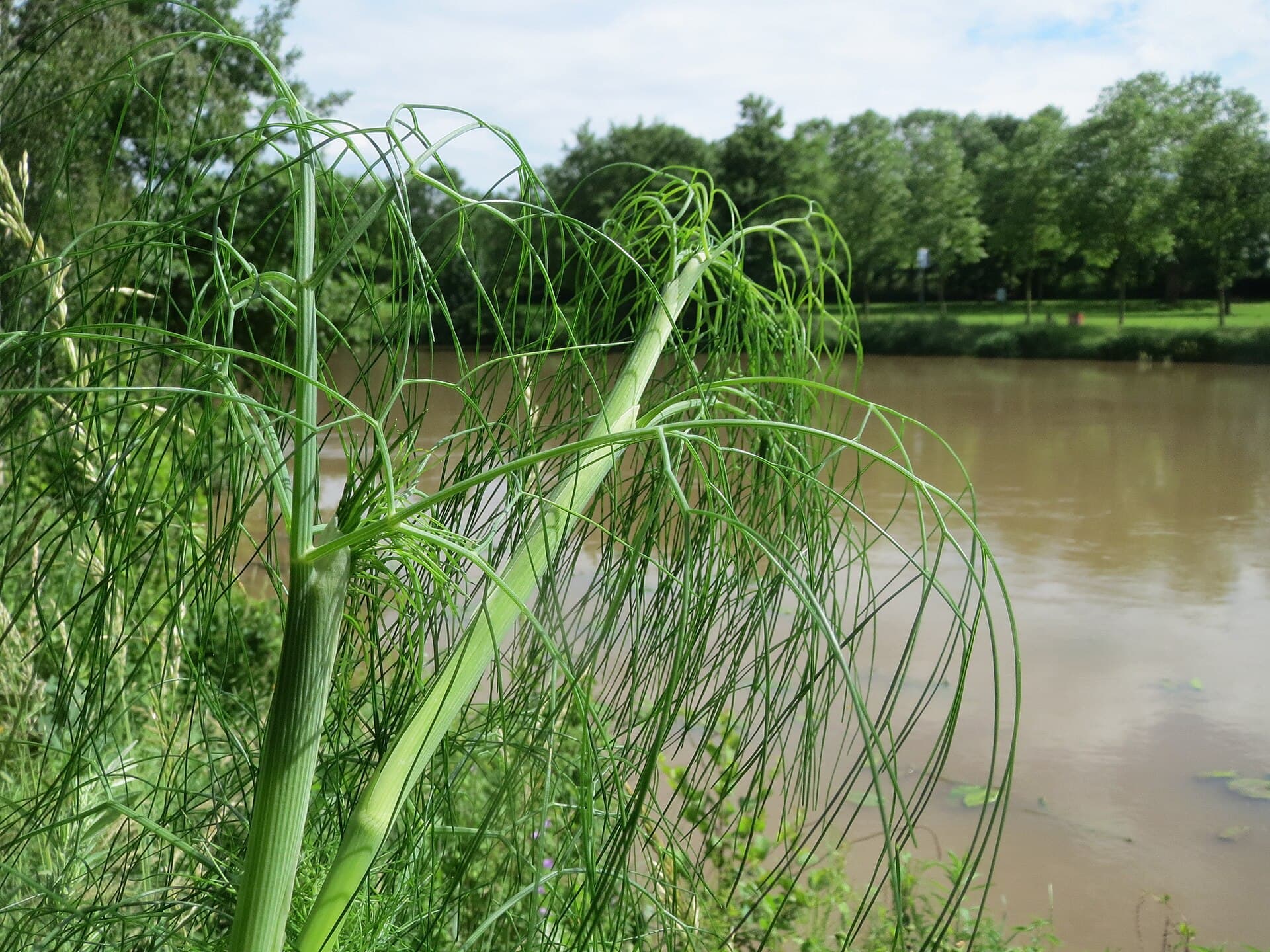 Dill Weed (Anethum graveolens) plant