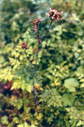 Dong Quai (Angelica sinensis) plant