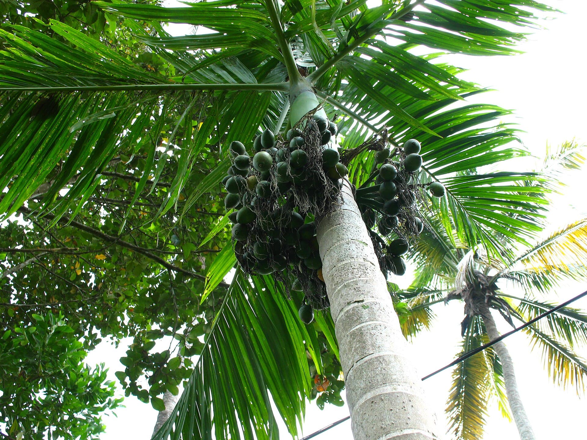 Dried Areca Flower (Areca catechu) plant