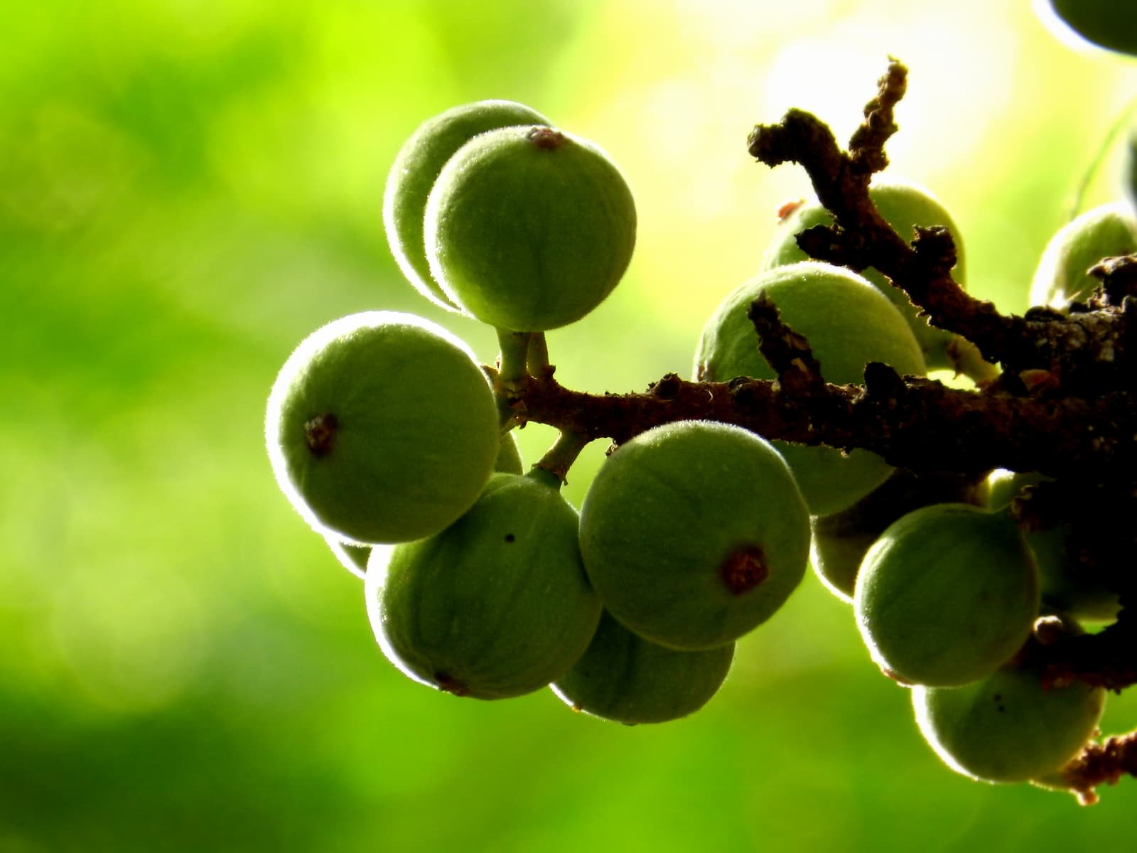 Dried Fig (Ficus racemosa) plant
