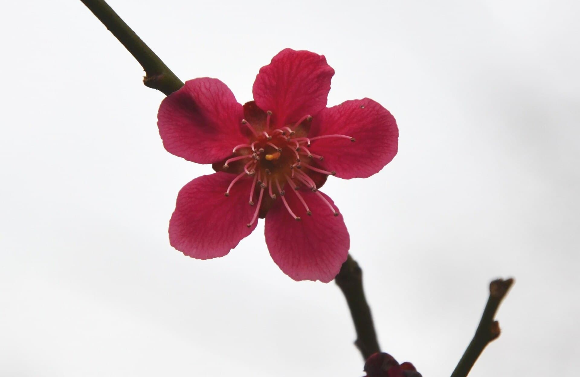 Dried Mume Apricot (Prunus mume) plant