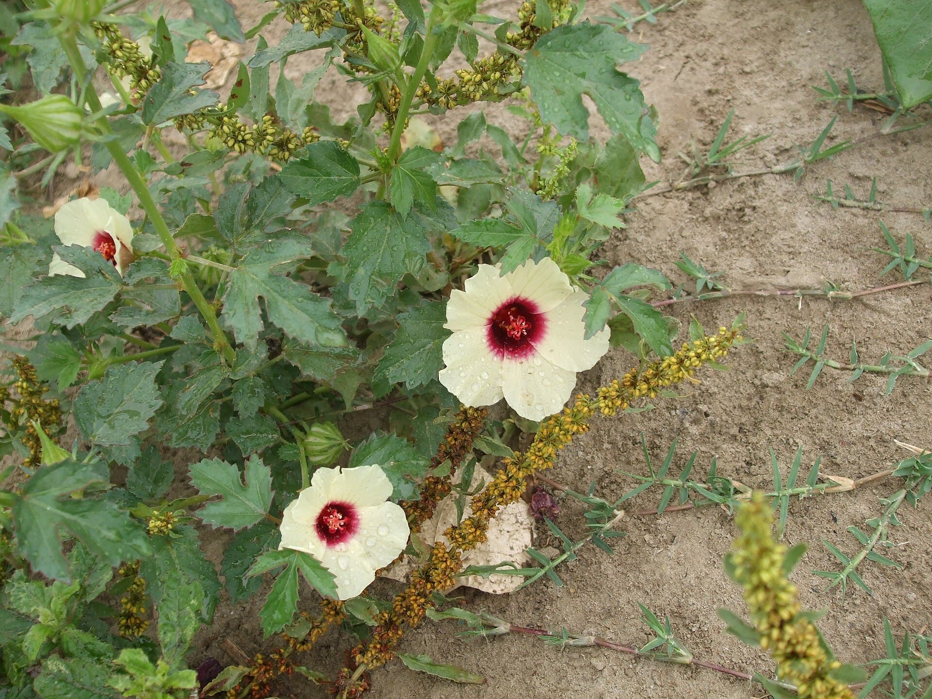 Dried Roselle (Hibiscus sabdariffa) plant