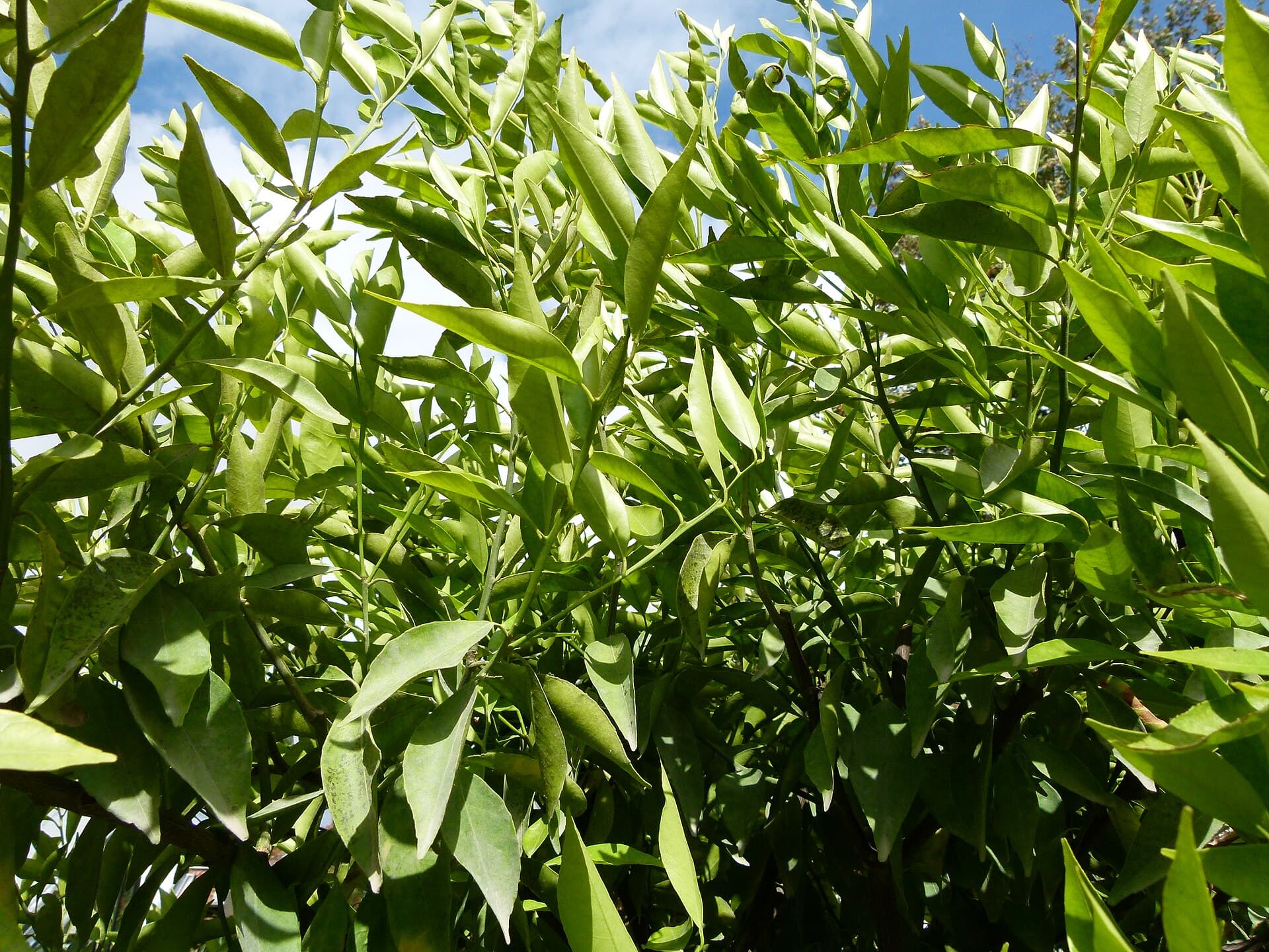 Dried Tangerine Peel (Citrus reticulata) plant