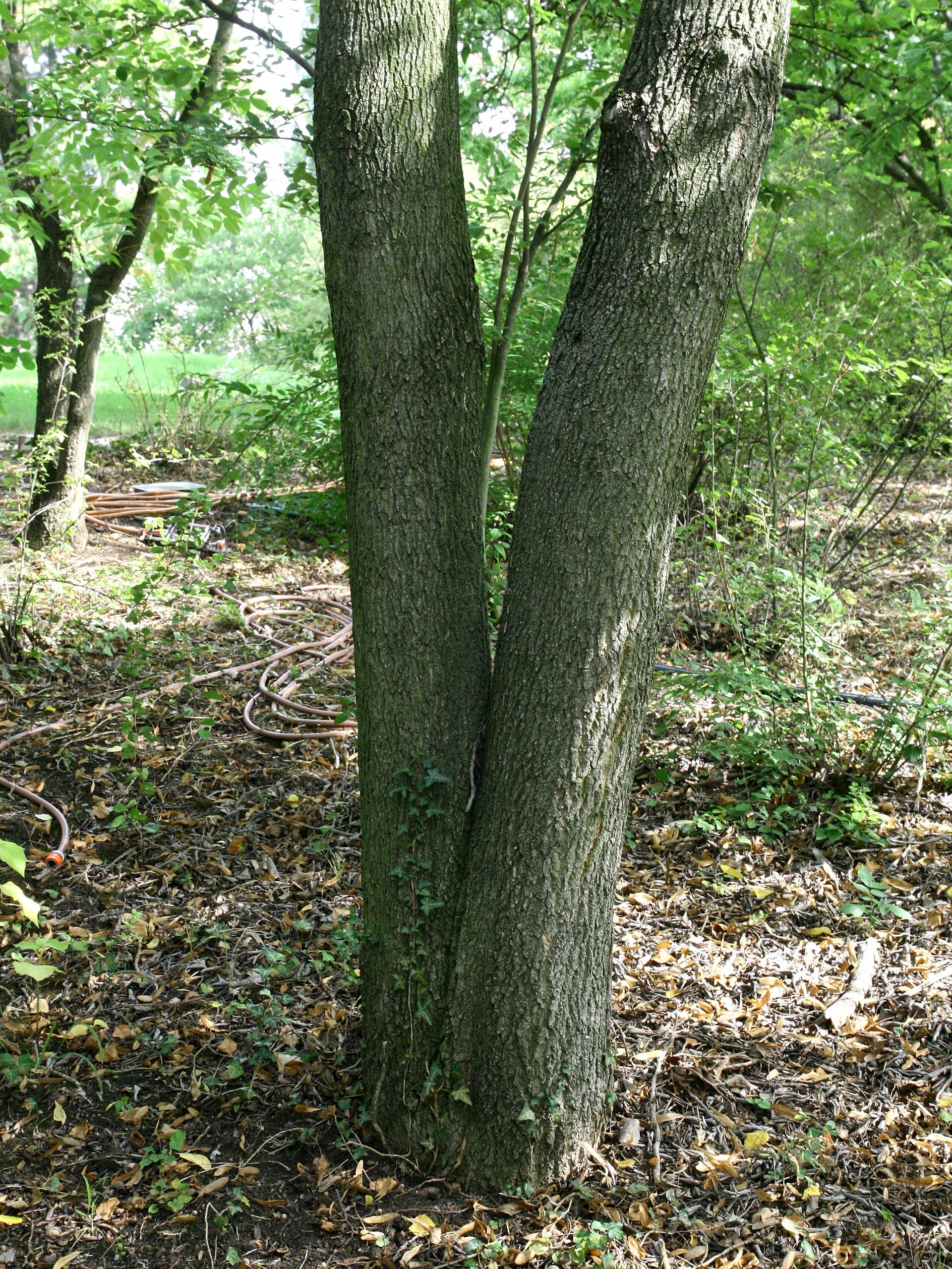 Eucommia Bark (Eucommia ulmoides) plant