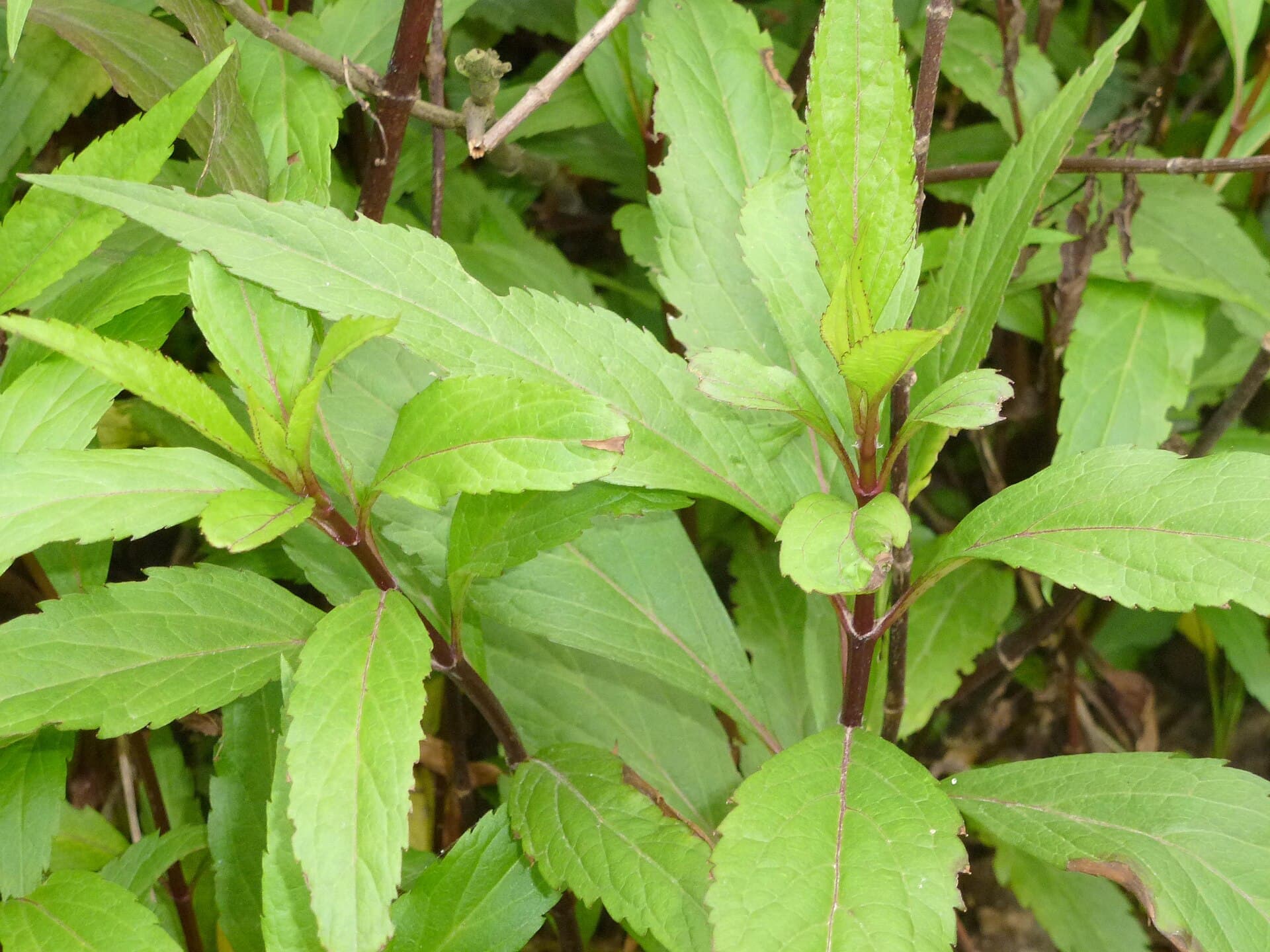 Eupatorium (Eupatorium fortunei) plant