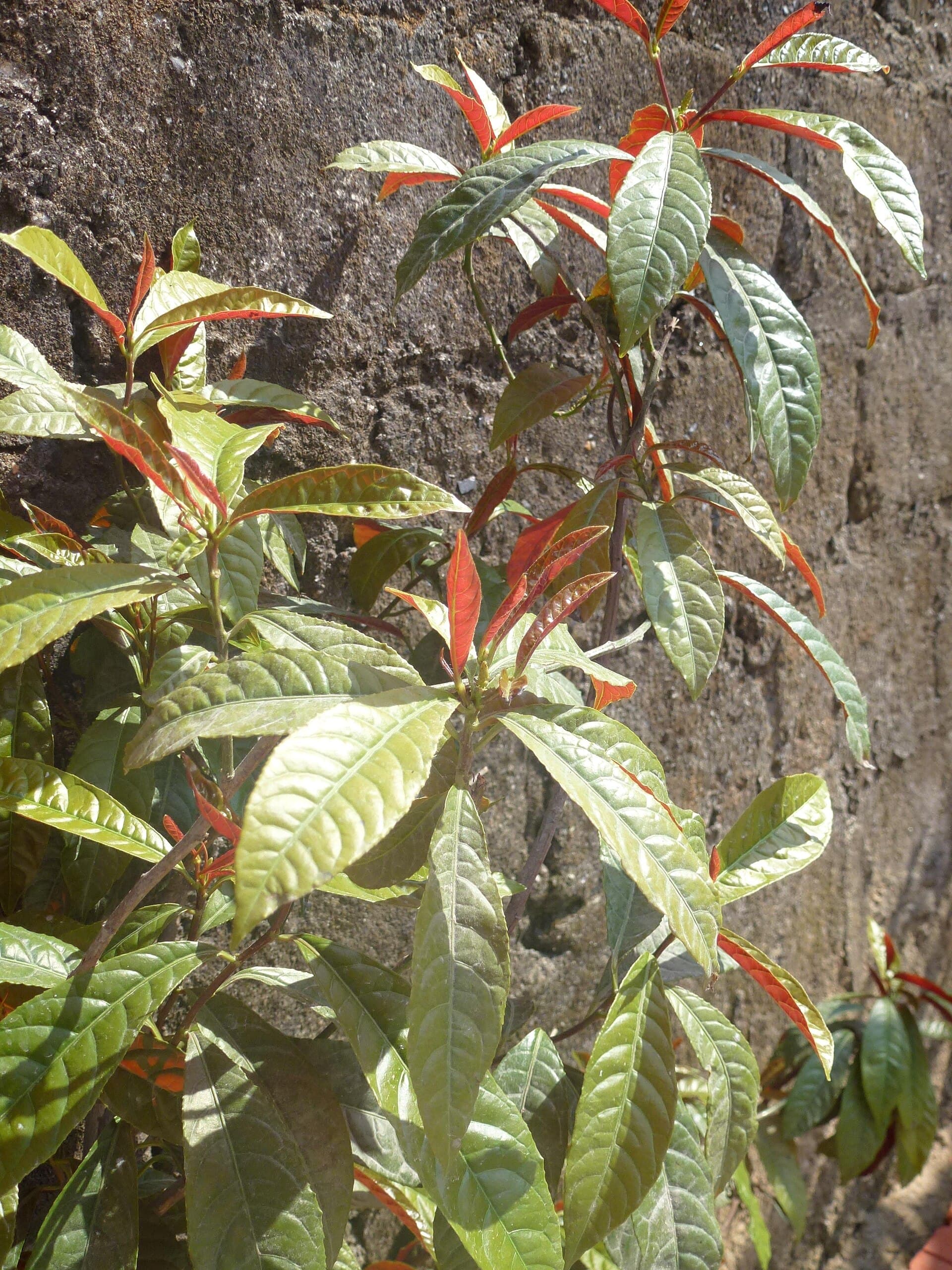 Excoecaria (Excoecaria cochinchinensis) plant