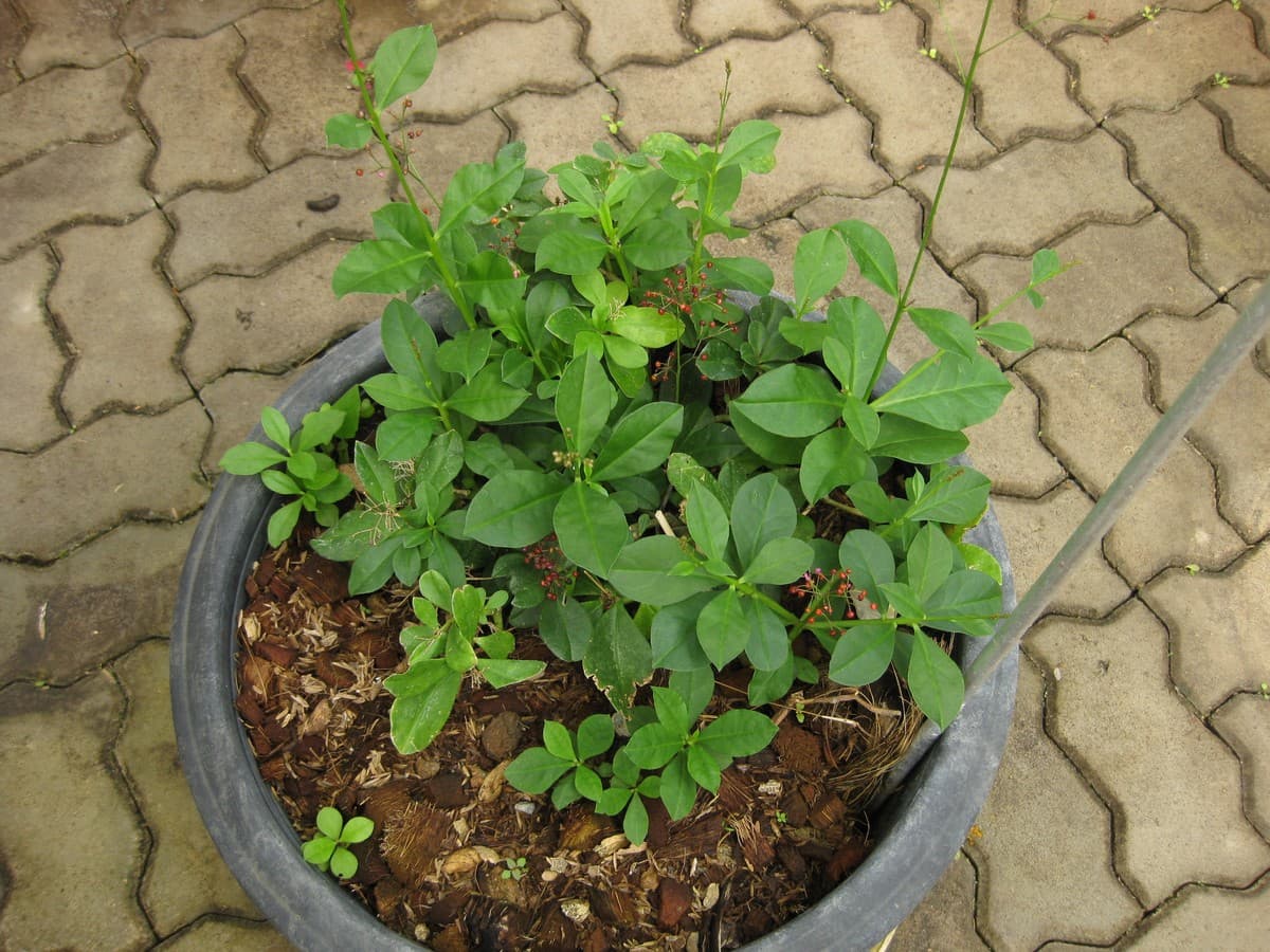 Fameflower (Talinum paniculatum) plant