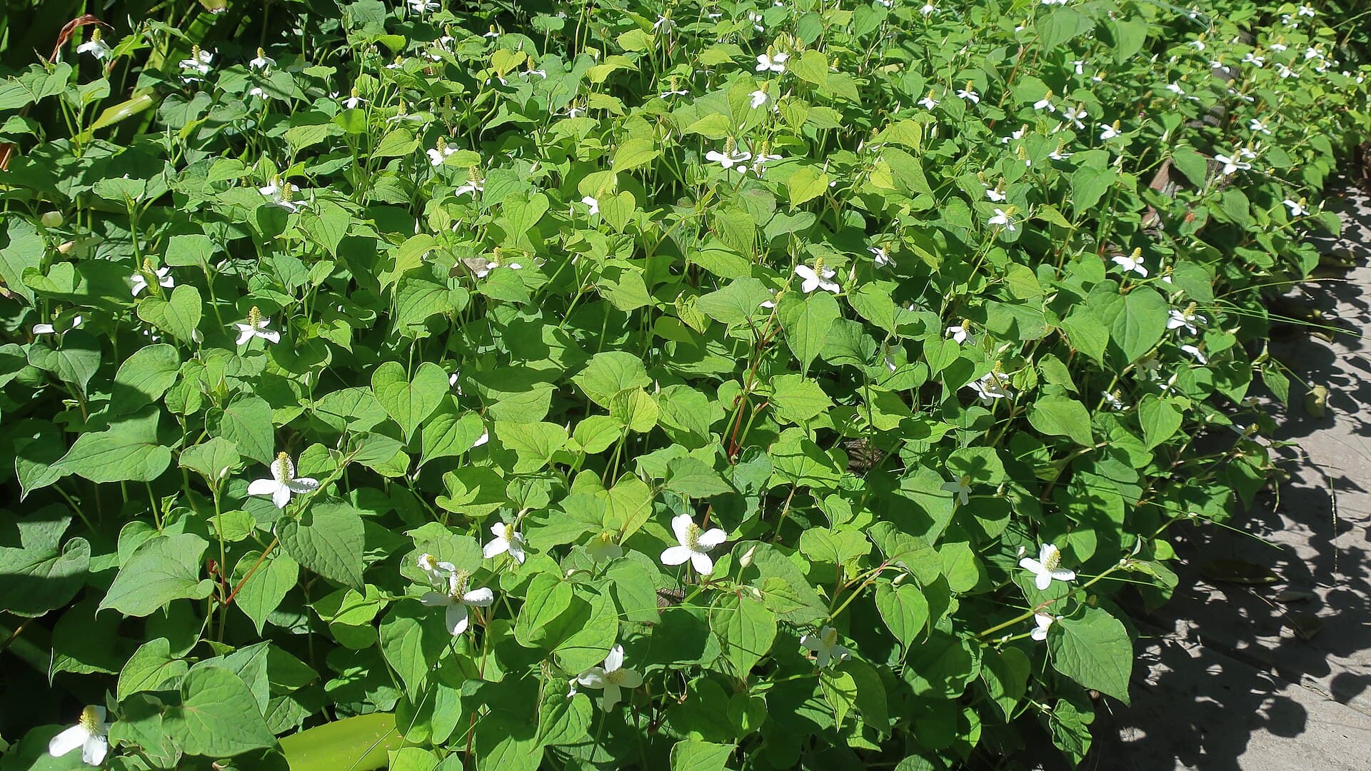 Fish Mint Powder (Houttuynia cordata) plant