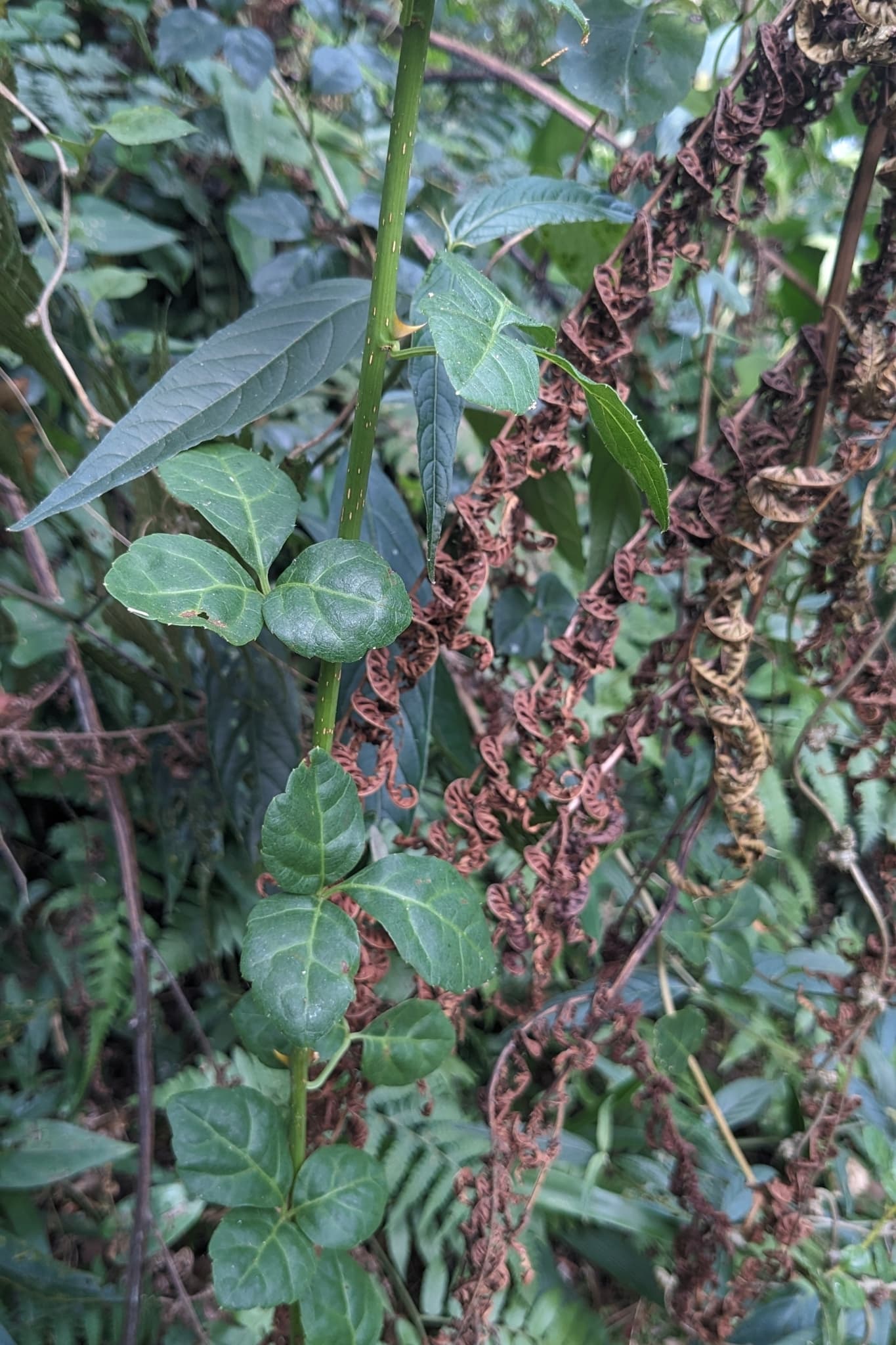 Fragrant Acanthopanax (Acanthopanax trifoliatus) plant
