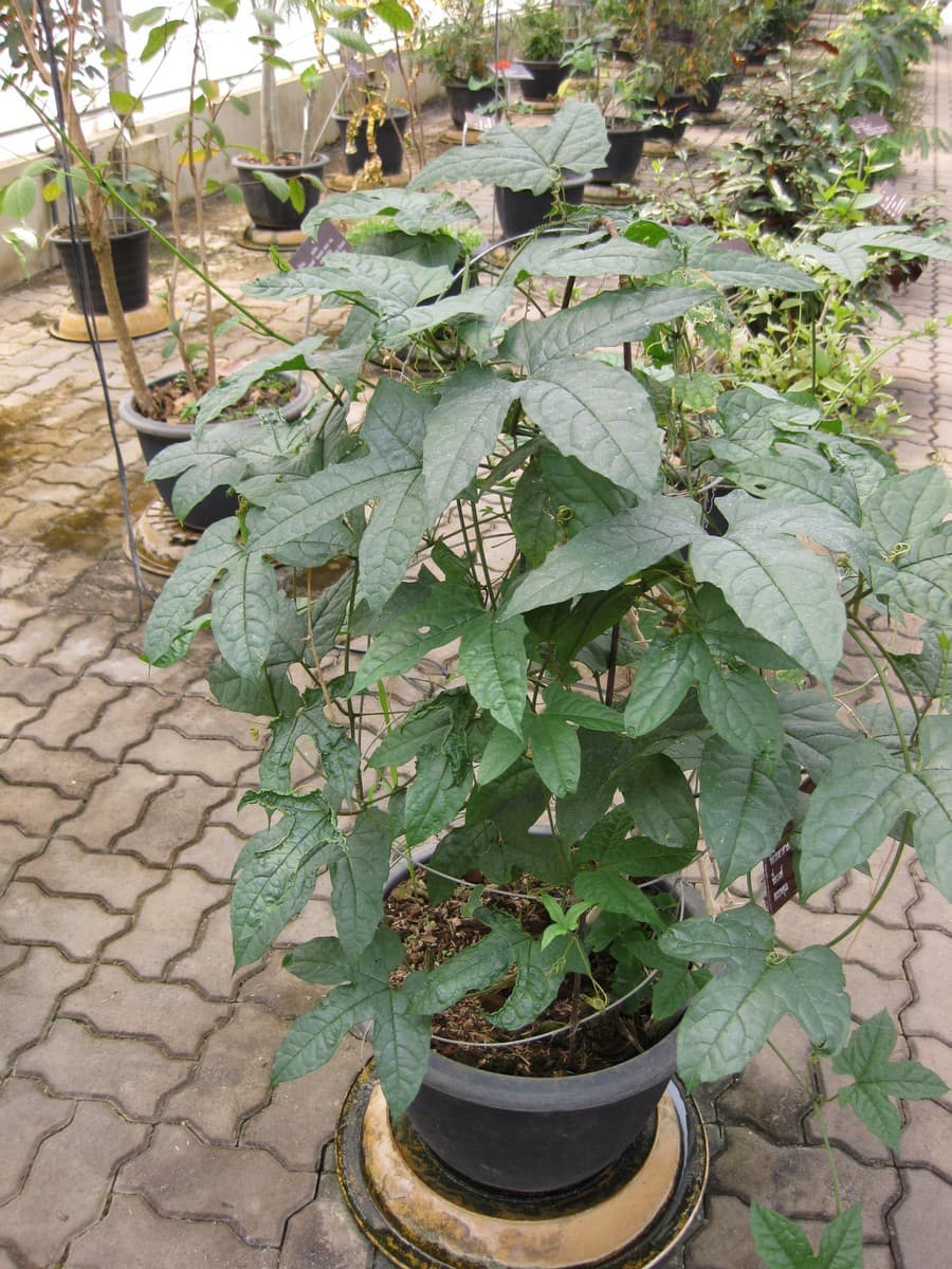 Gac Fruit (Momordica cochinchinensis) plant