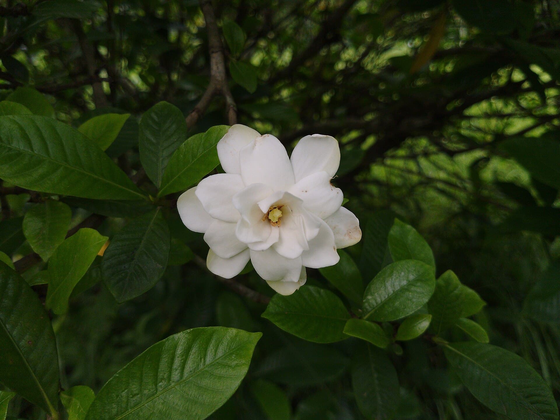 Gardenia Fruit (Gardenia jasminoides) plant