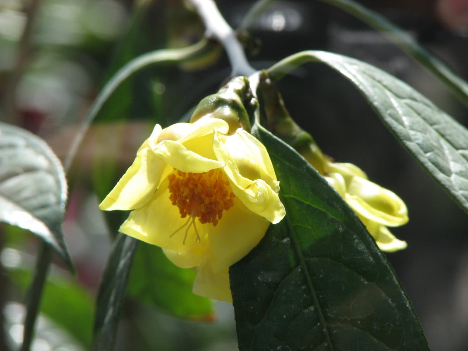 Golden Camellia Powder (Camellia chrysantha) plant
