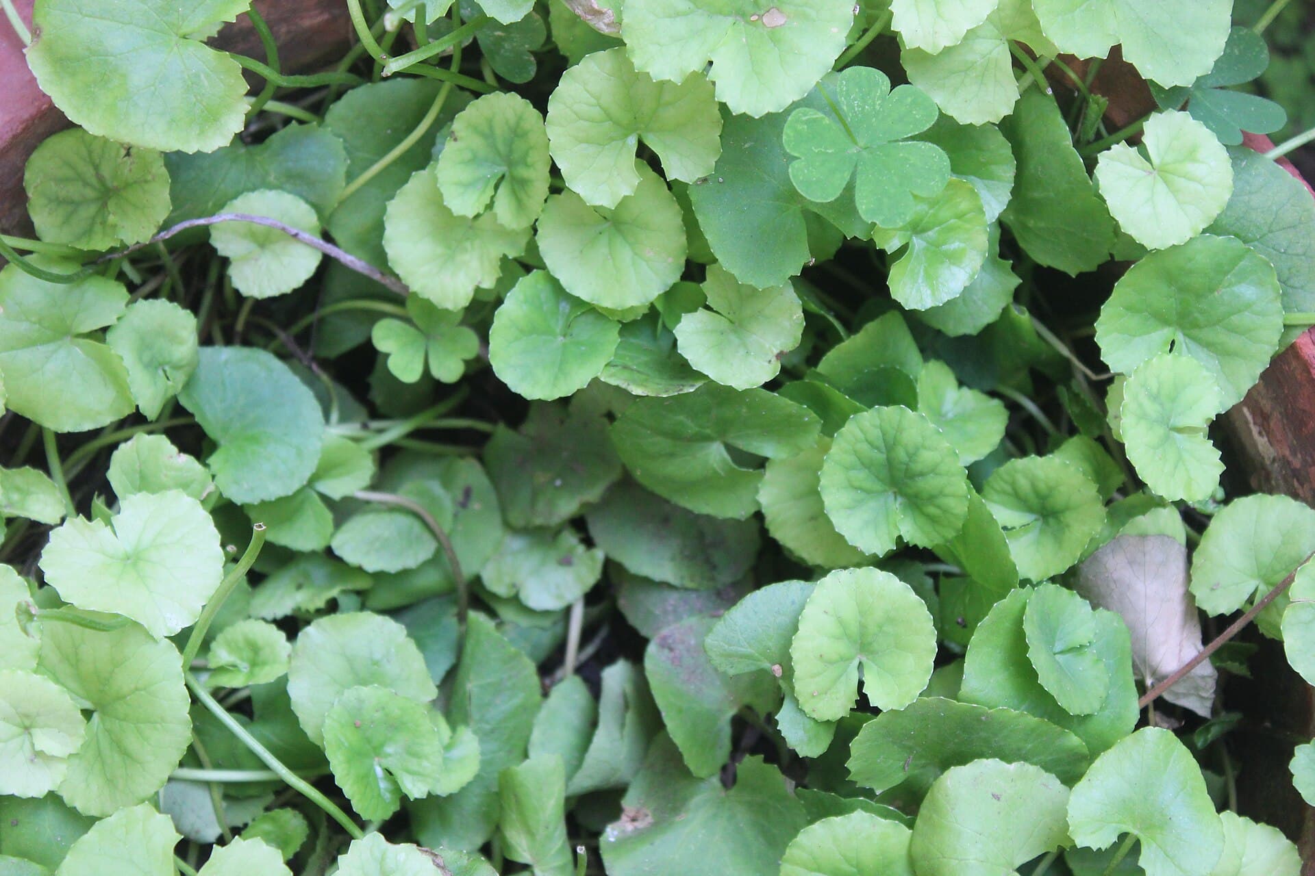 Gotu Kola Powder (Centella asiatica) plant