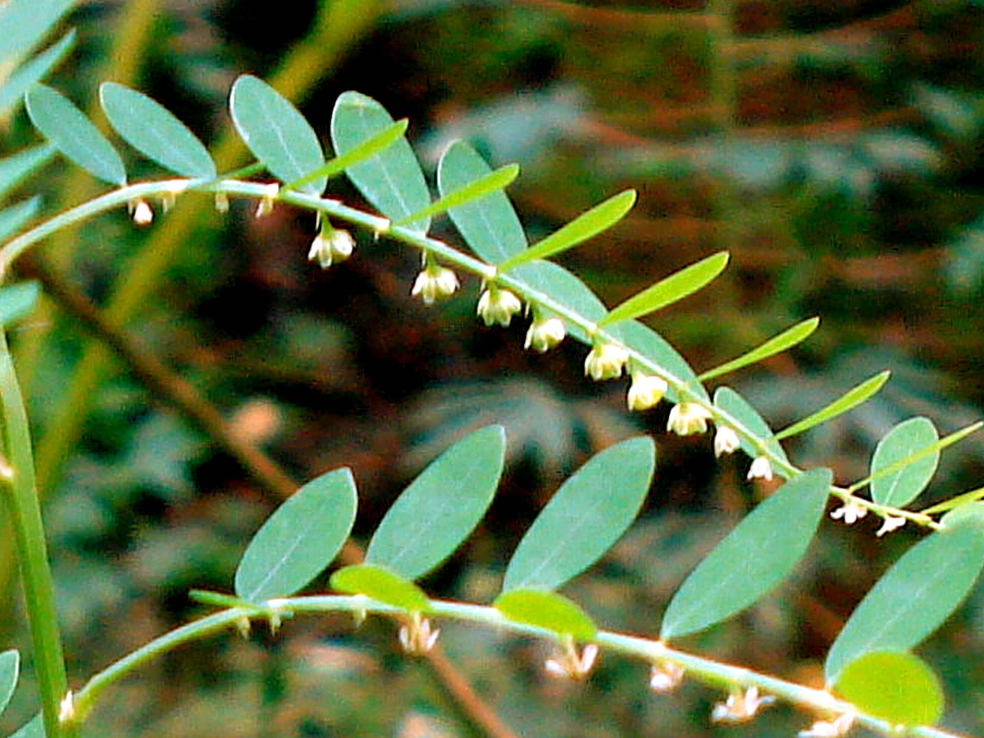 Green Chanca Piedra (Phyllanthus niruri) plant