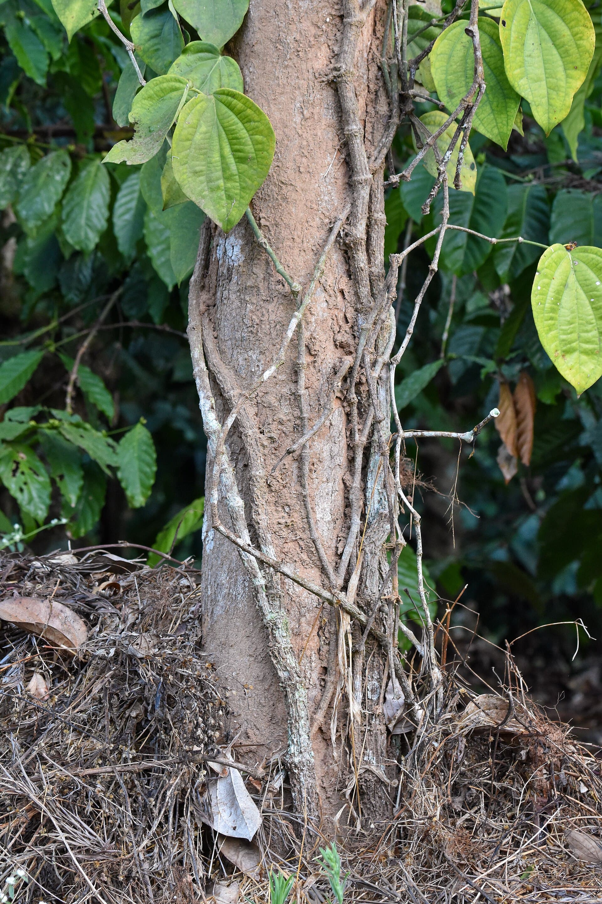 Green Pepper (dried) (Piper nigrum) plant