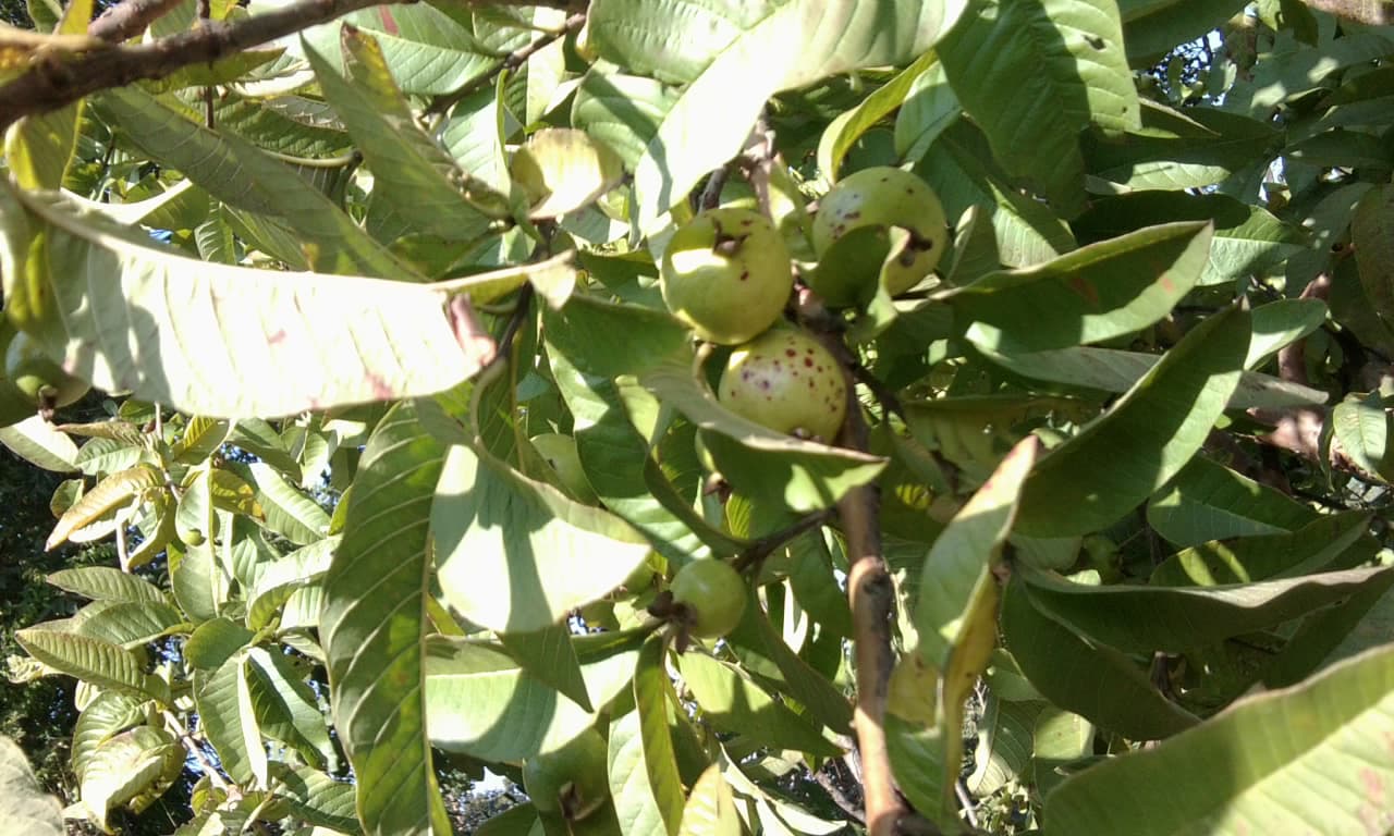 Guava Leaf (Psidium guajava) plant