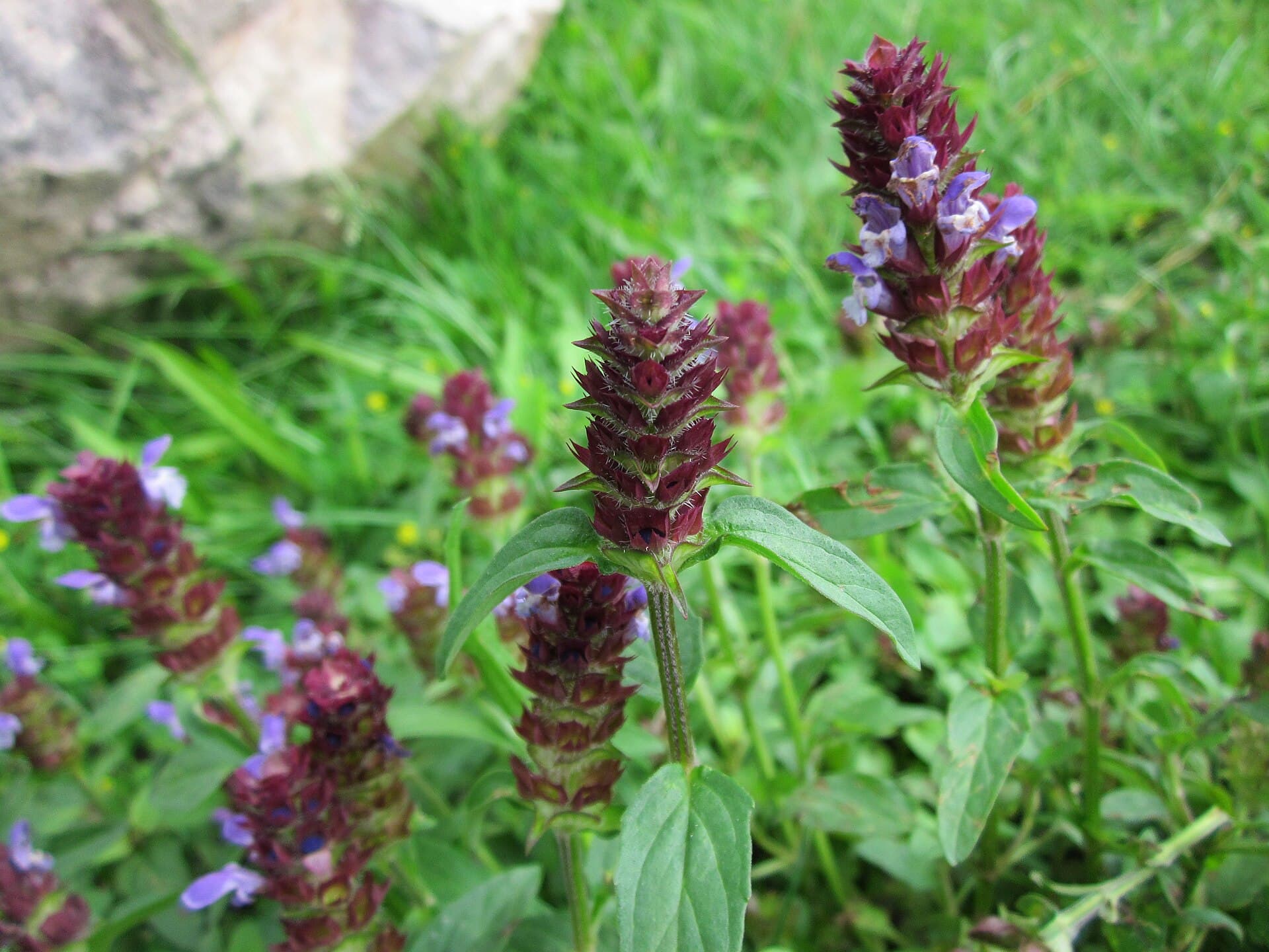 Prunella Spike (Prunella vulgaris) plant