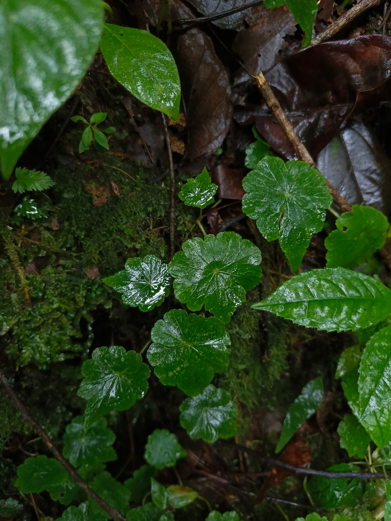 Hairy Pennywort (Hydrocotyle) plant