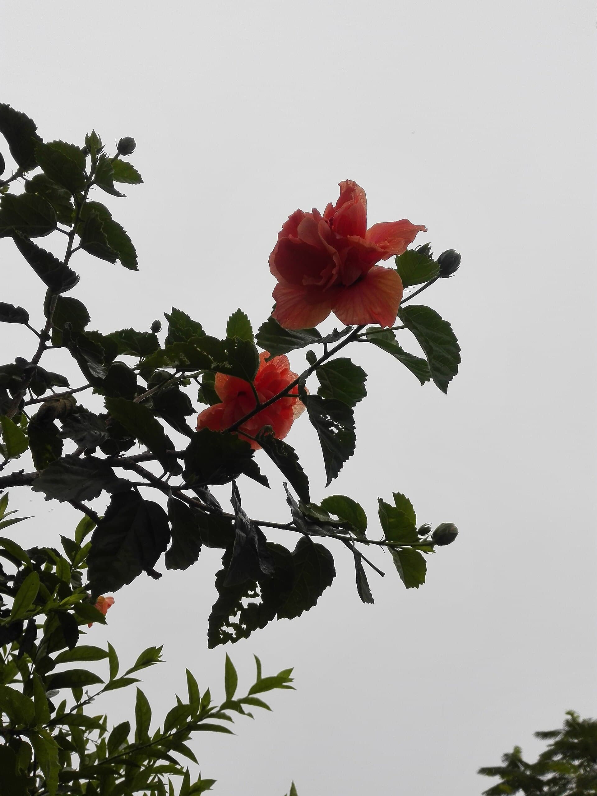 Hibiscus Leaf (Hibiscus rosa-sinensis) plant