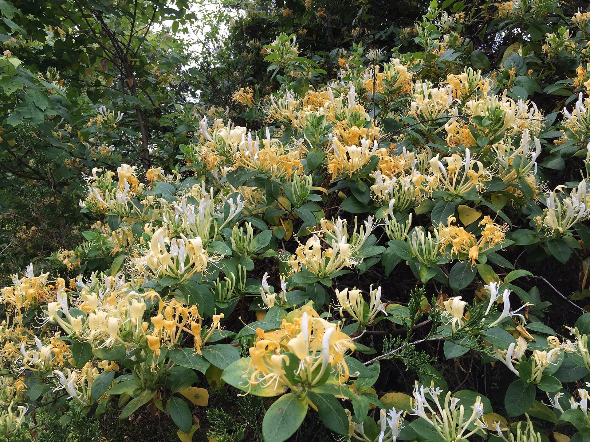 Honeysuckle Vine (Lonicera japonica) plant