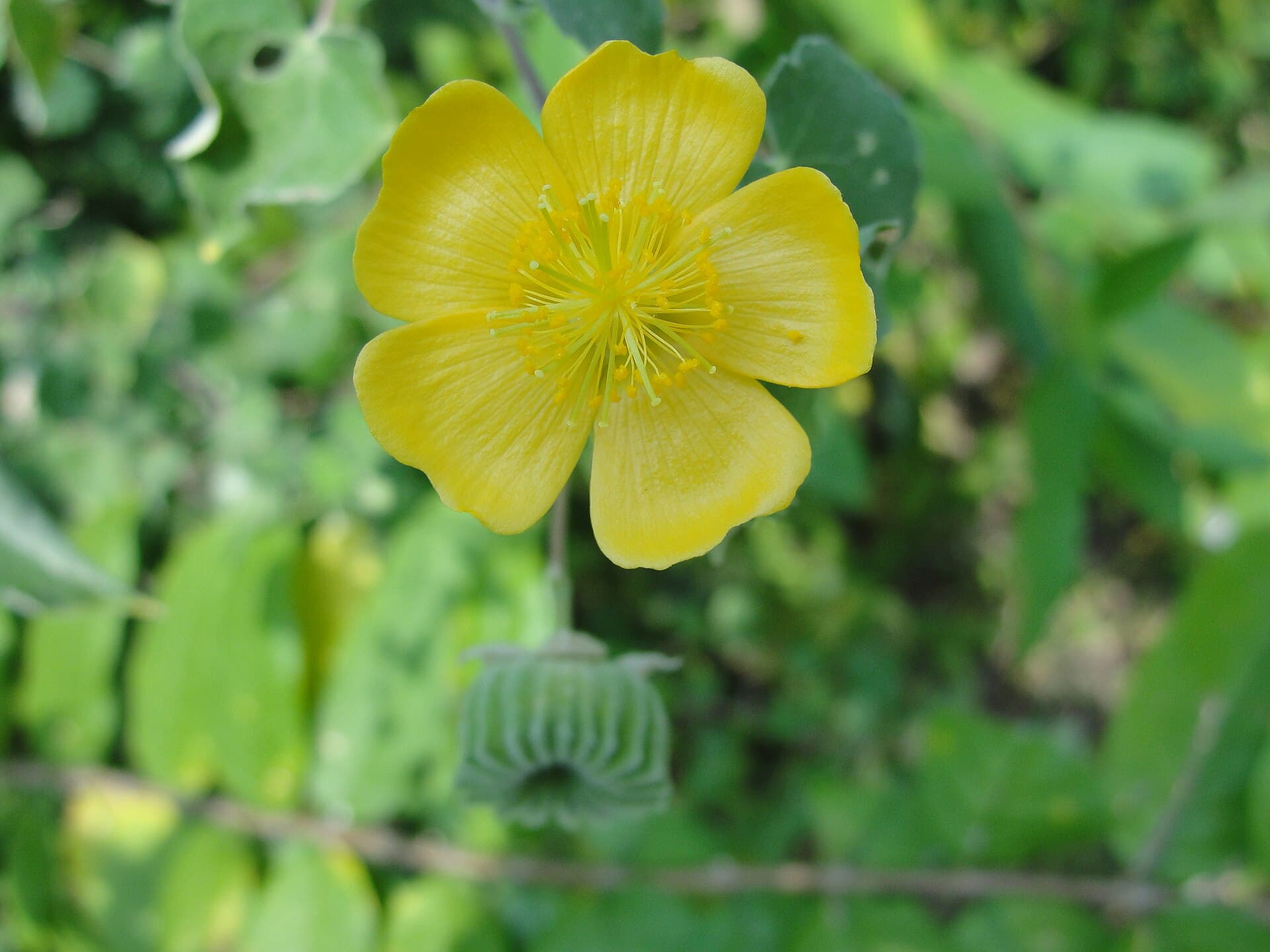 Indian Mallow (Abutilon indicum) plant