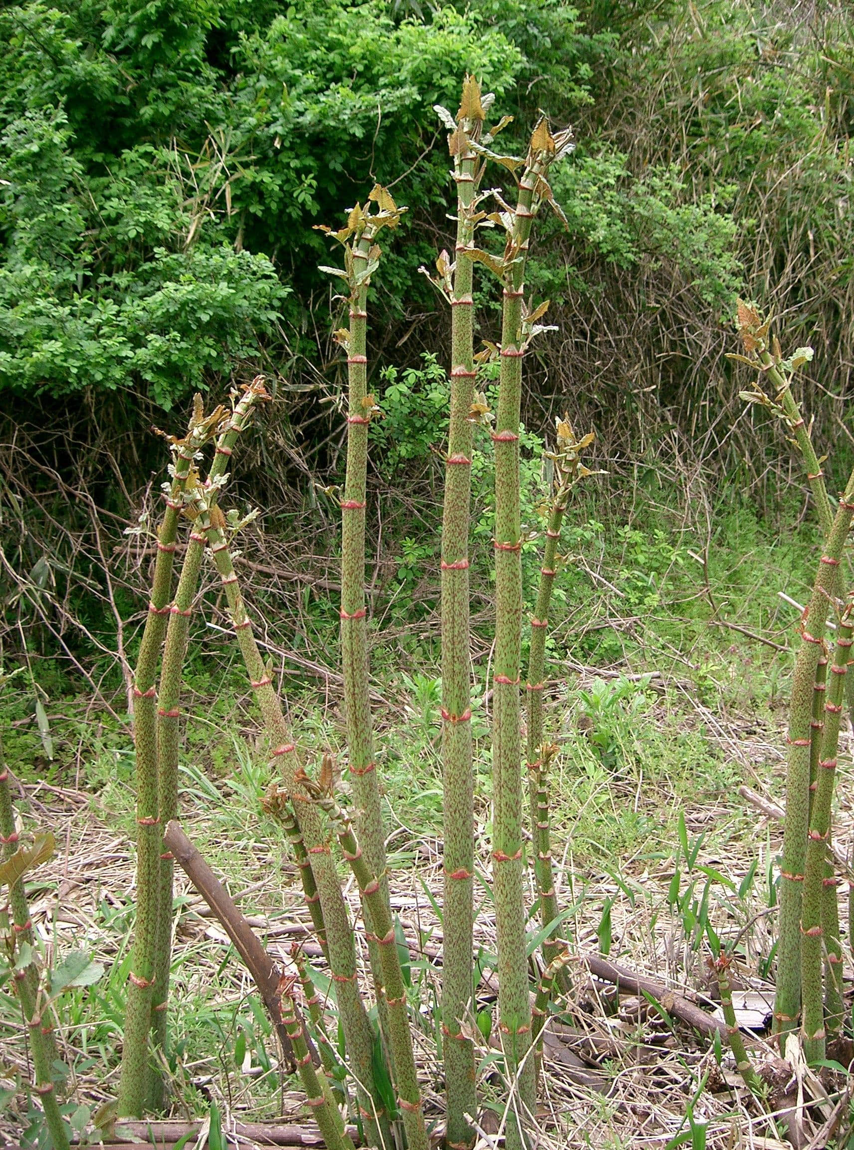 Japanese Knotweed (Reynoutria japonica) plant