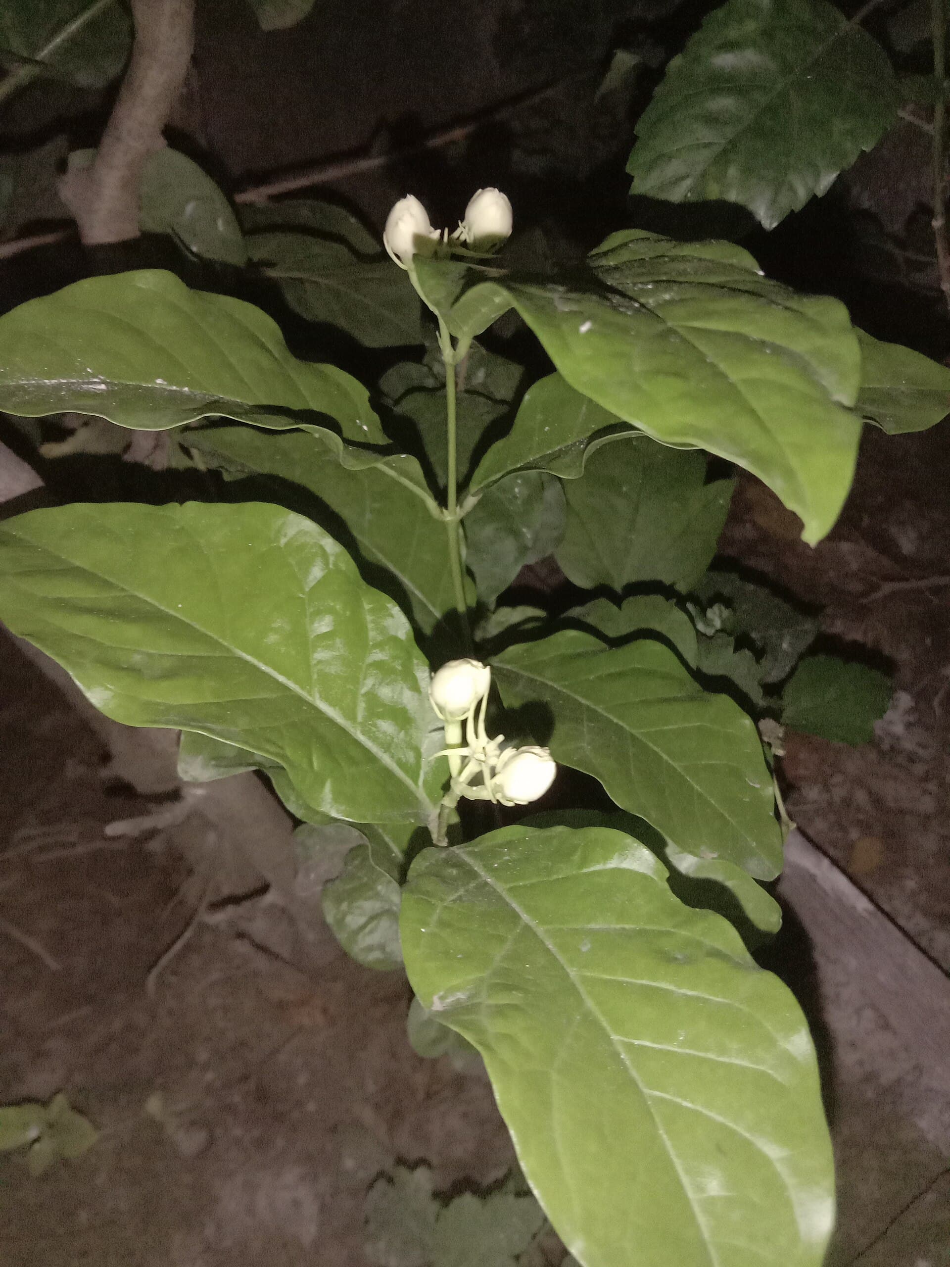 Jasmine Flower (Jasminum sambac) plant