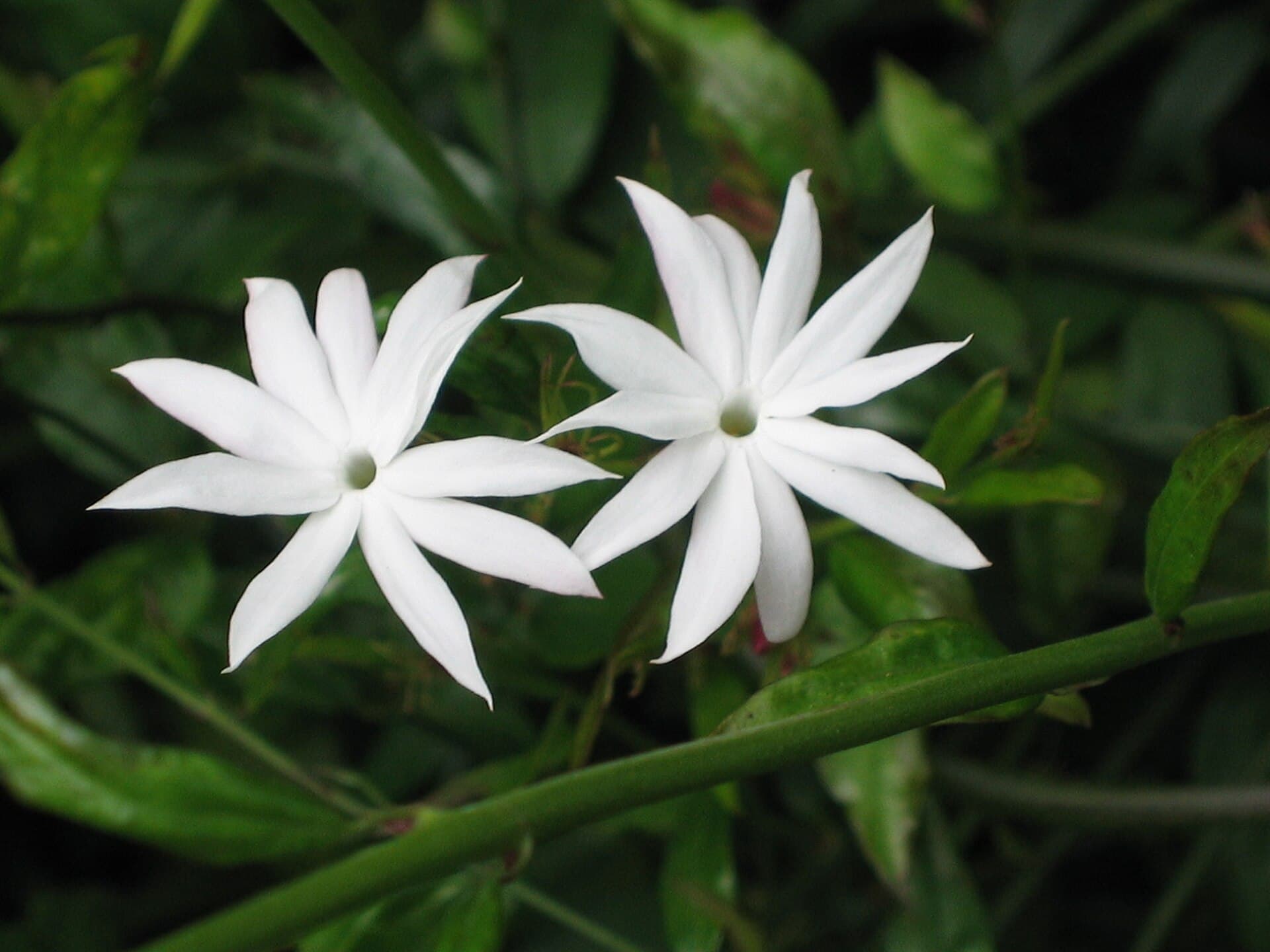 Jasminum Leaf (Jasminum subtriplinerve) plant