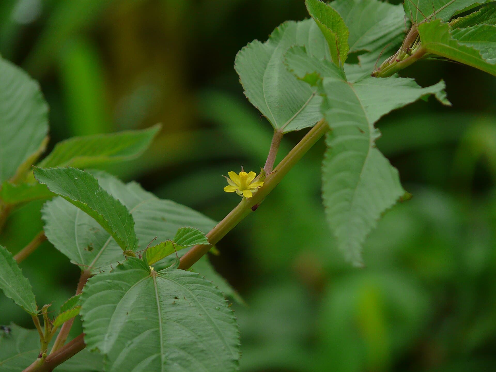 Jute Leaf (Corchorus olitorius) plant