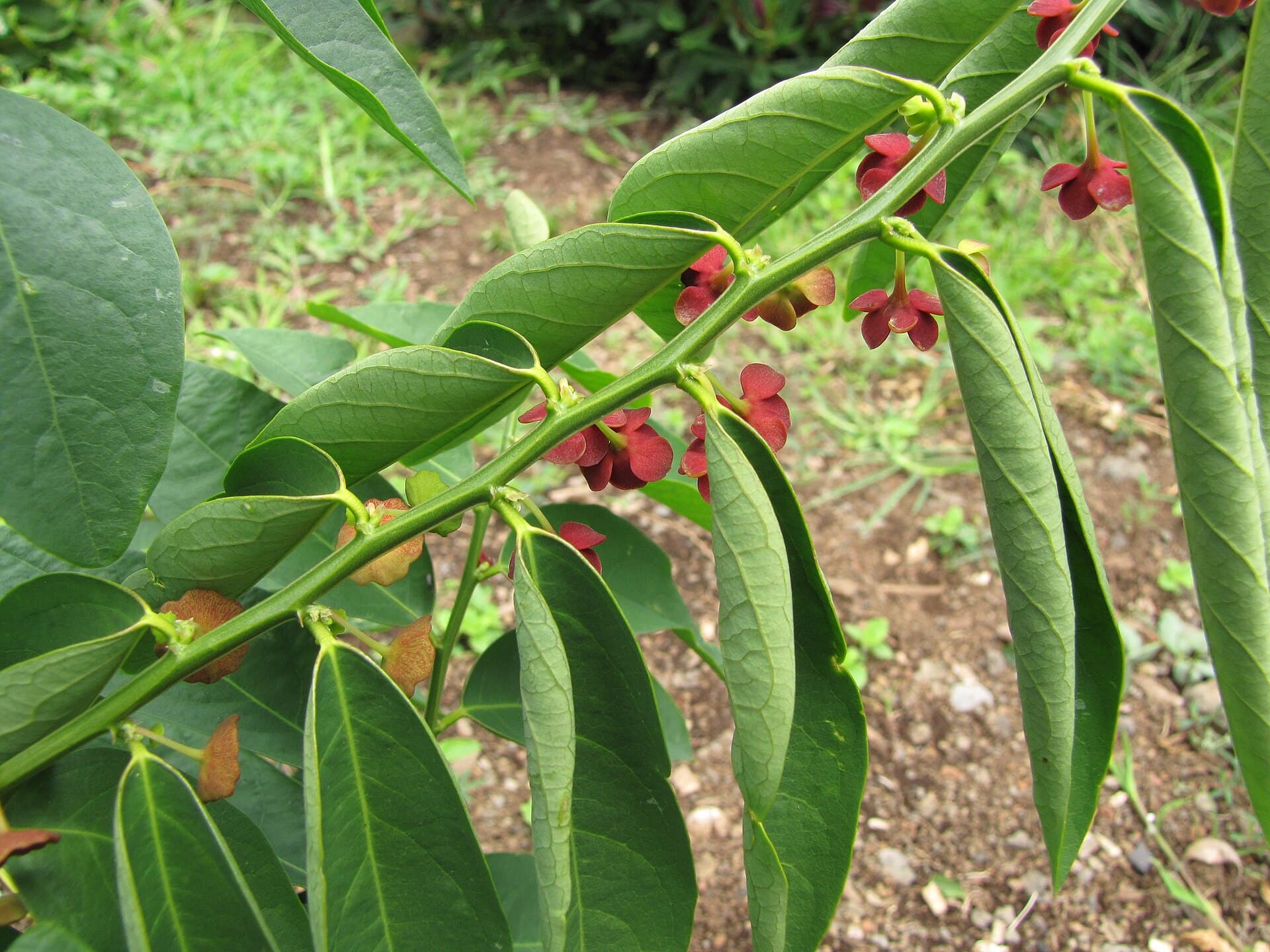 Katuk Powder (Sauropus androgynus) plant