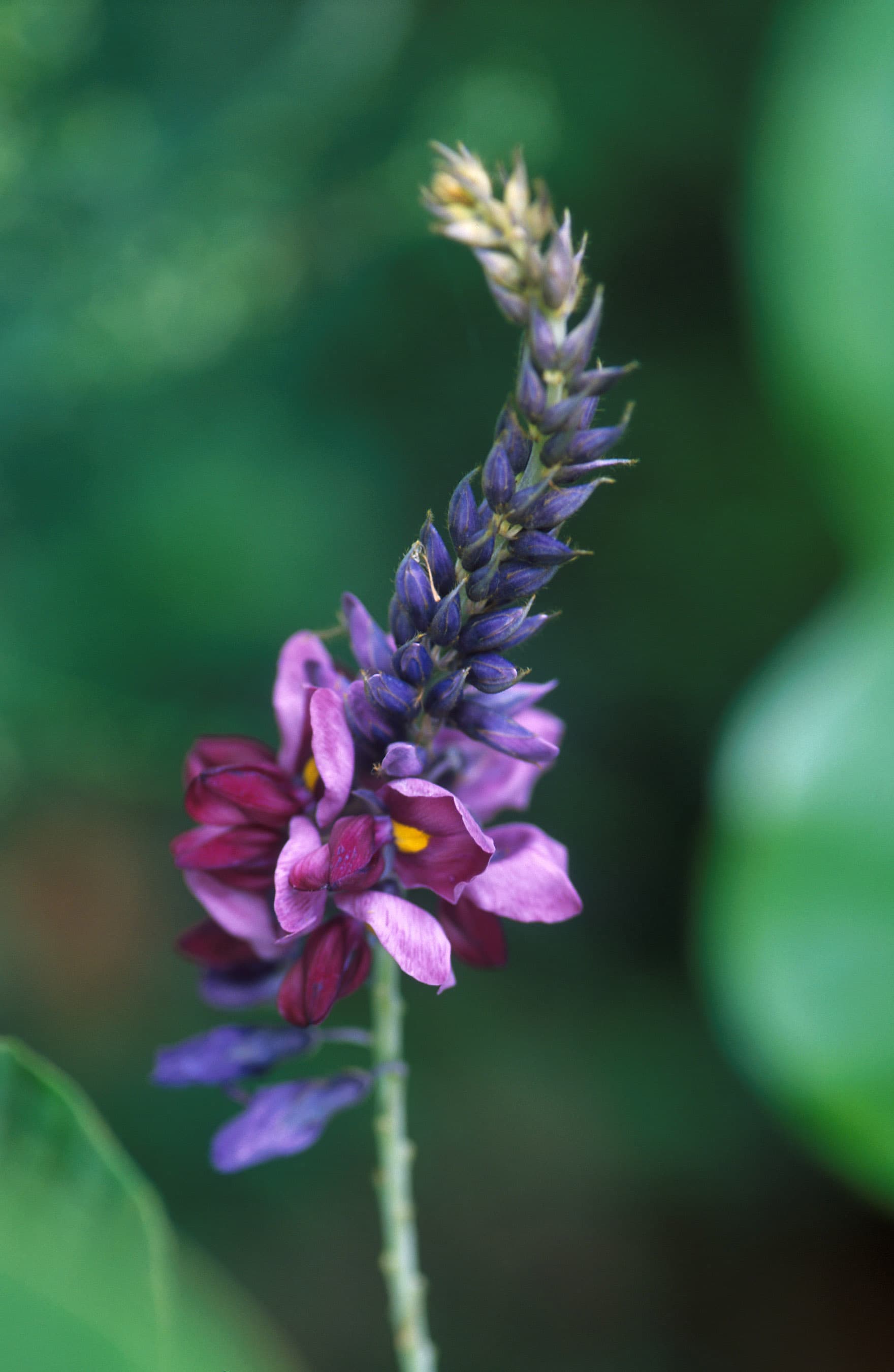 Kudzu Root (Pueraria montana) plant