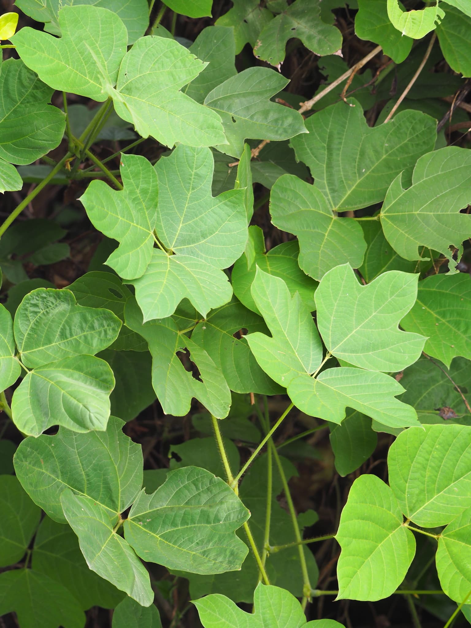 Kudzu Starch (Pueraria thomsonii) plant