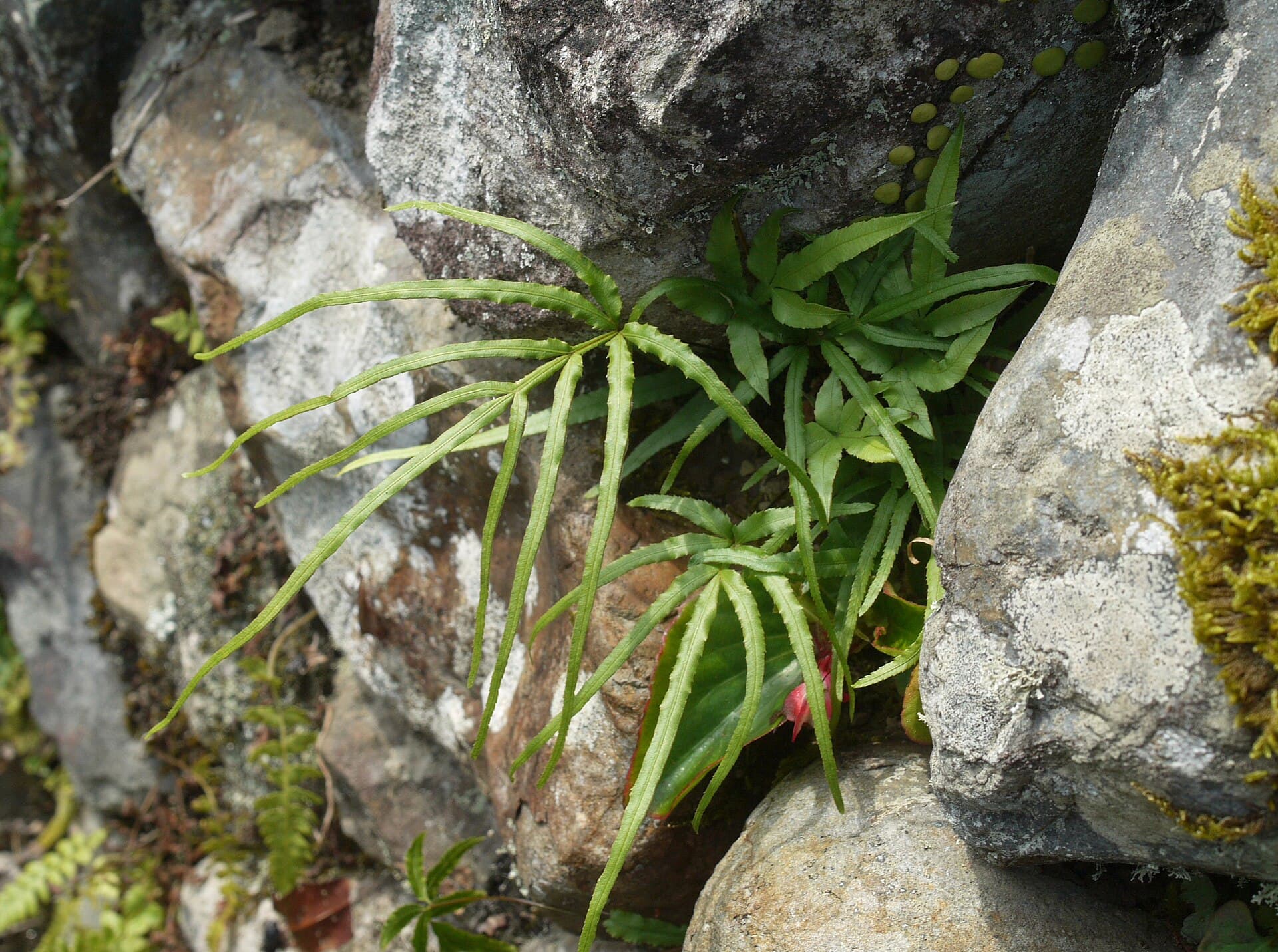 Ladder Brake (Pteris multifida) plant