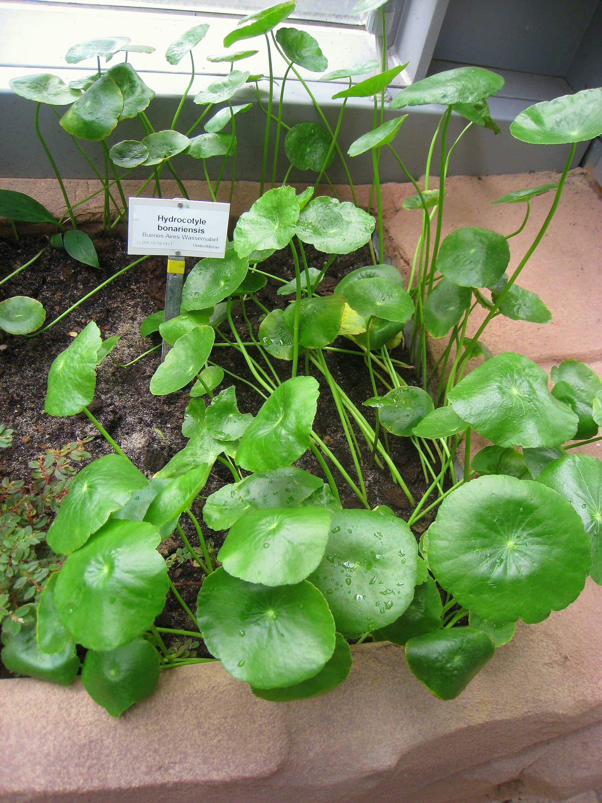 Large Pennywort (Hydrocotyle bonariensis) plant